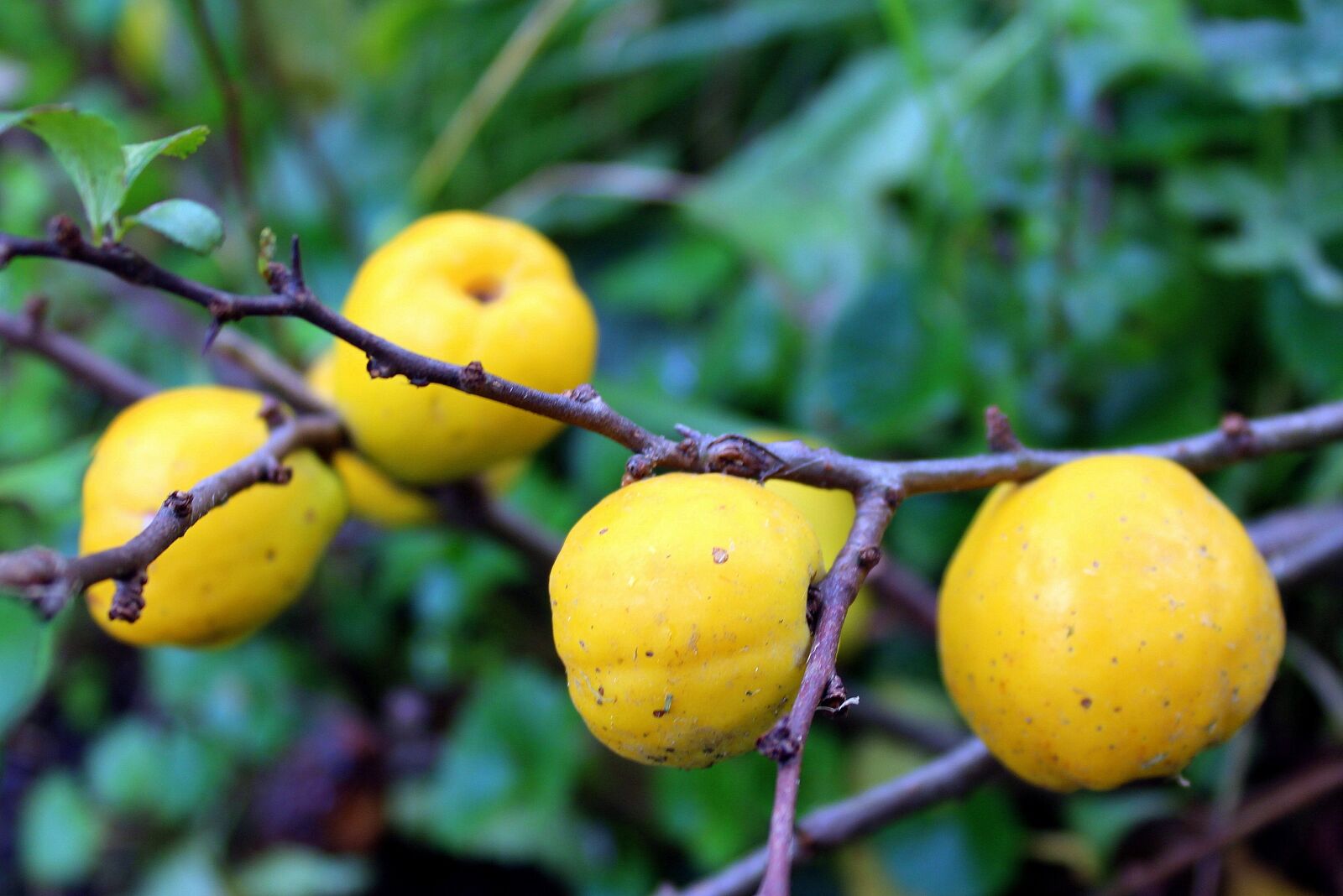 Canon EOS 1200D (EOS Rebel T5 / EOS Kiss X70 / EOS Hi) sample photo. Pigwowiec japanese, ornamental shrub photography