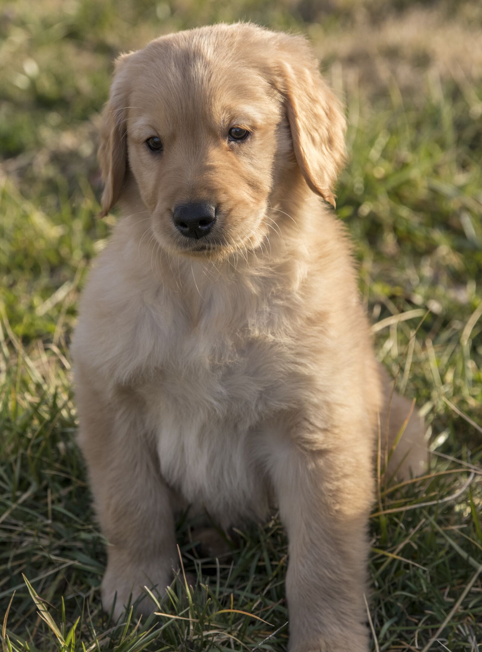 Canon EOS 80D + Canon EF 24-70mm F2.8L II USM sample photo. Golden retriever, puppy, young photography