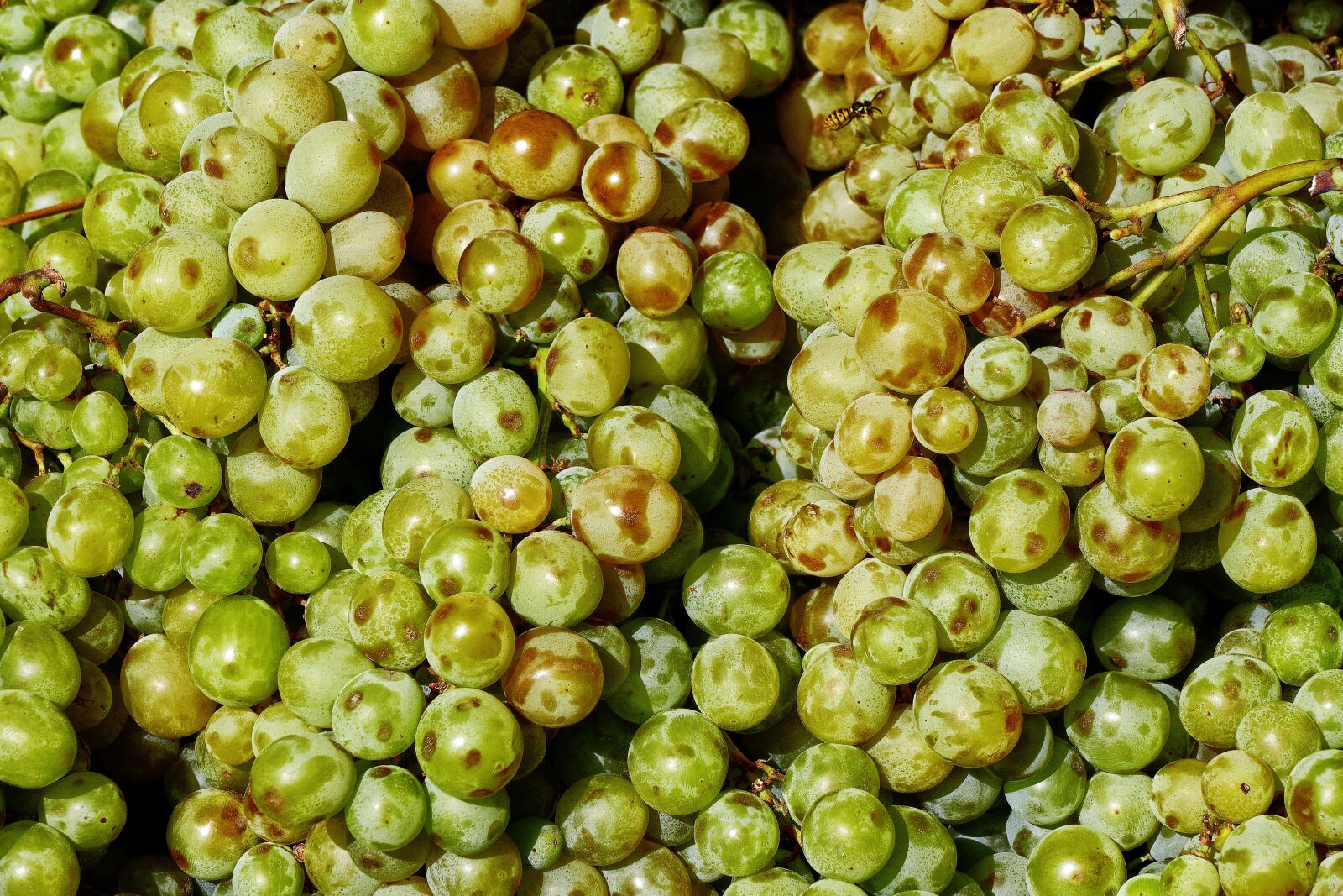 Panasonic Lumix DMC-FZ1000 sample photo. Vines, grape, on the photography