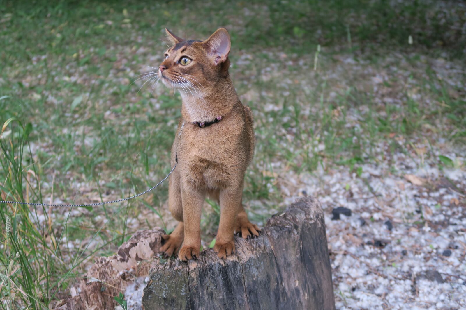 Canon PowerShot G7 X sample photo. Kittens, abissintsykoshki, koshkiabissintsy photography