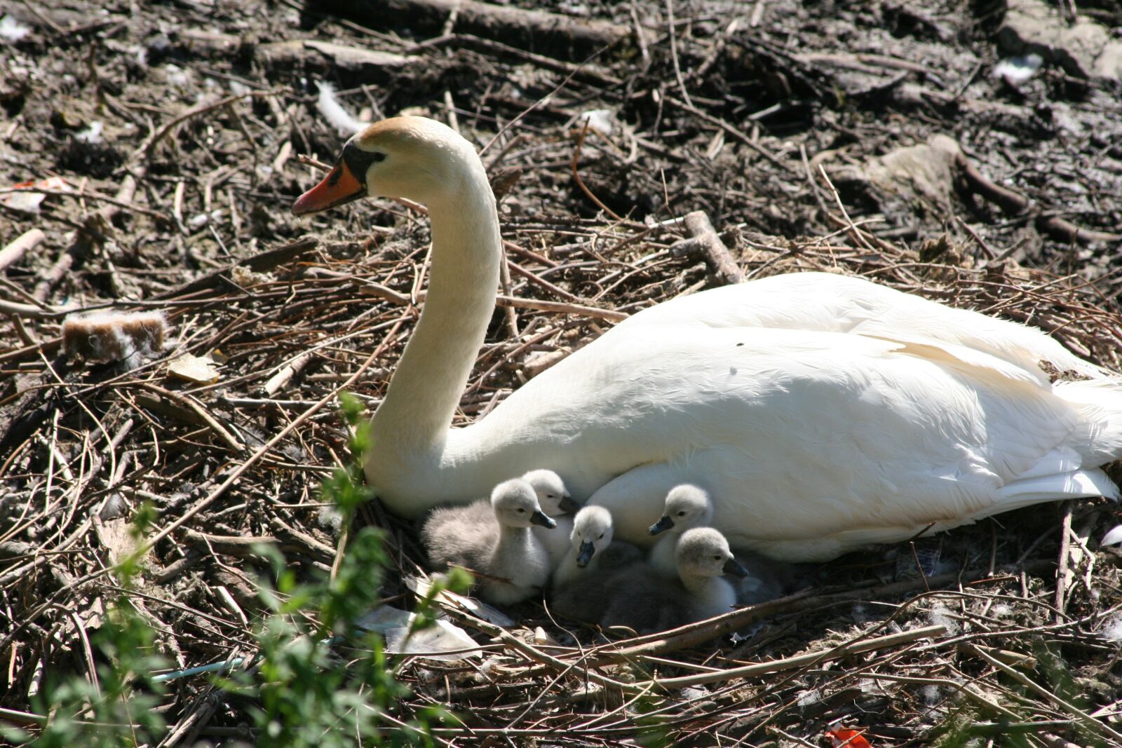 Canon EOS 350D (EOS Digital Rebel XT / EOS Kiss Digital N) sample photo. Swan chicks, freshly hatched photography
