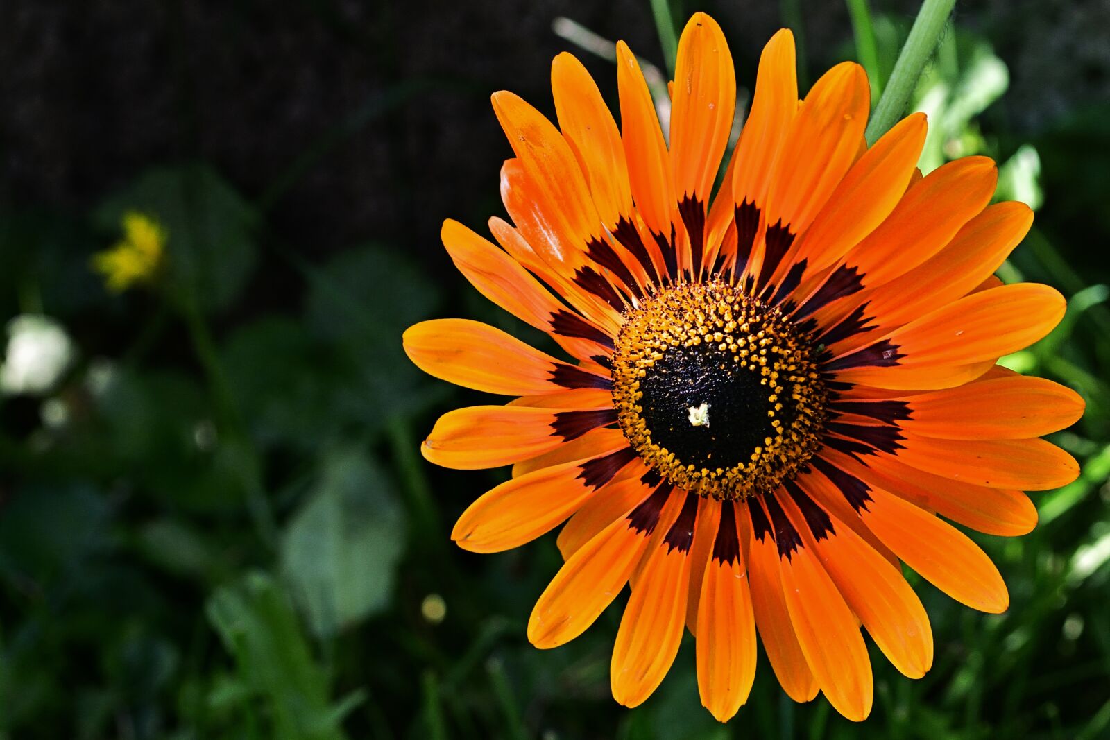 Nikon D5200 sample photo. Flower, blossom, bloom photography