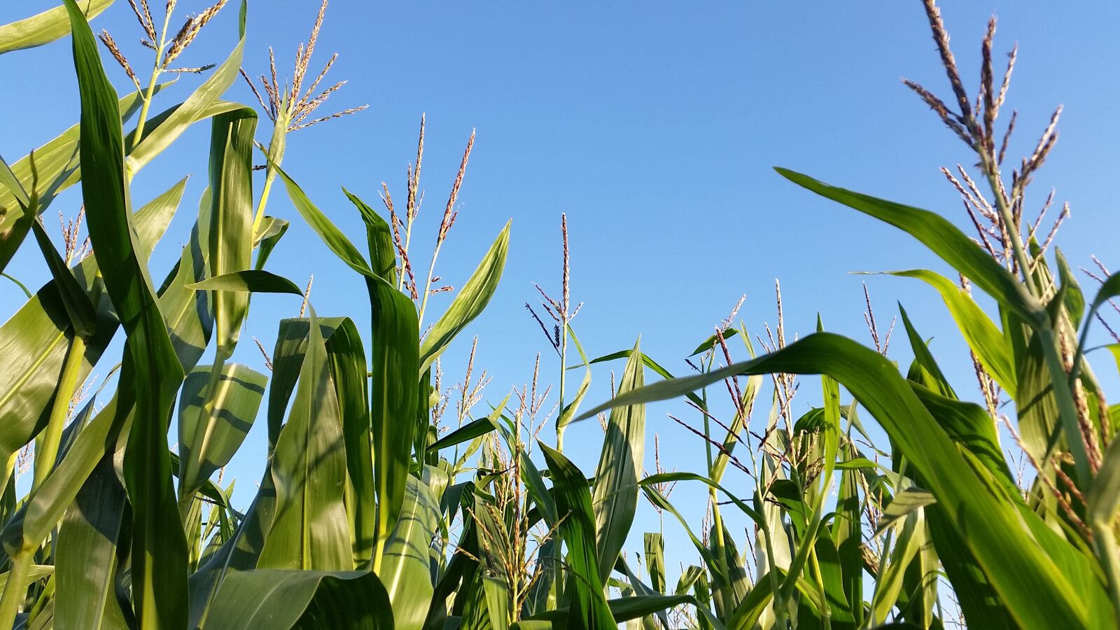 Samsung Galaxy S5 sample photo. Cornfield, monoculture, landscape photography