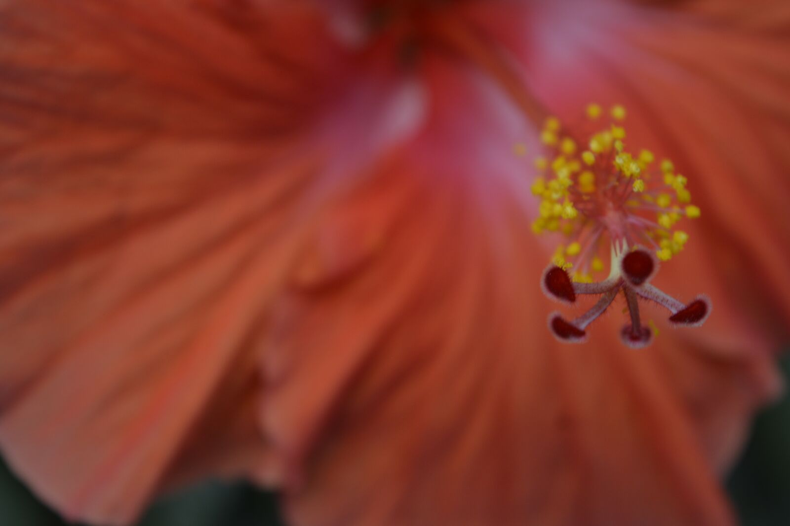 Nikon D5200 sample photo. Hibiscus, flower, nature photography