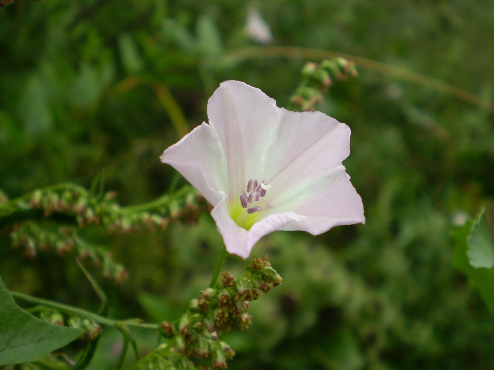 Olympus FE210,X775 sample photo. Flower, nature, bloom photography