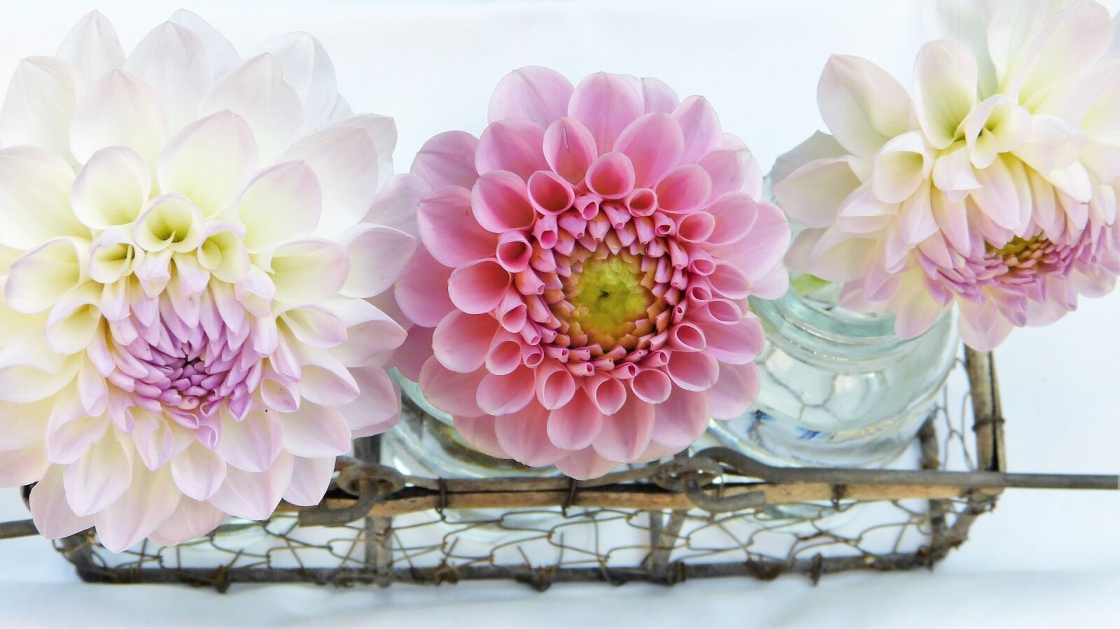 Panasonic Lumix DMC-FZ150 sample photo. Dahlia, vase, water photography