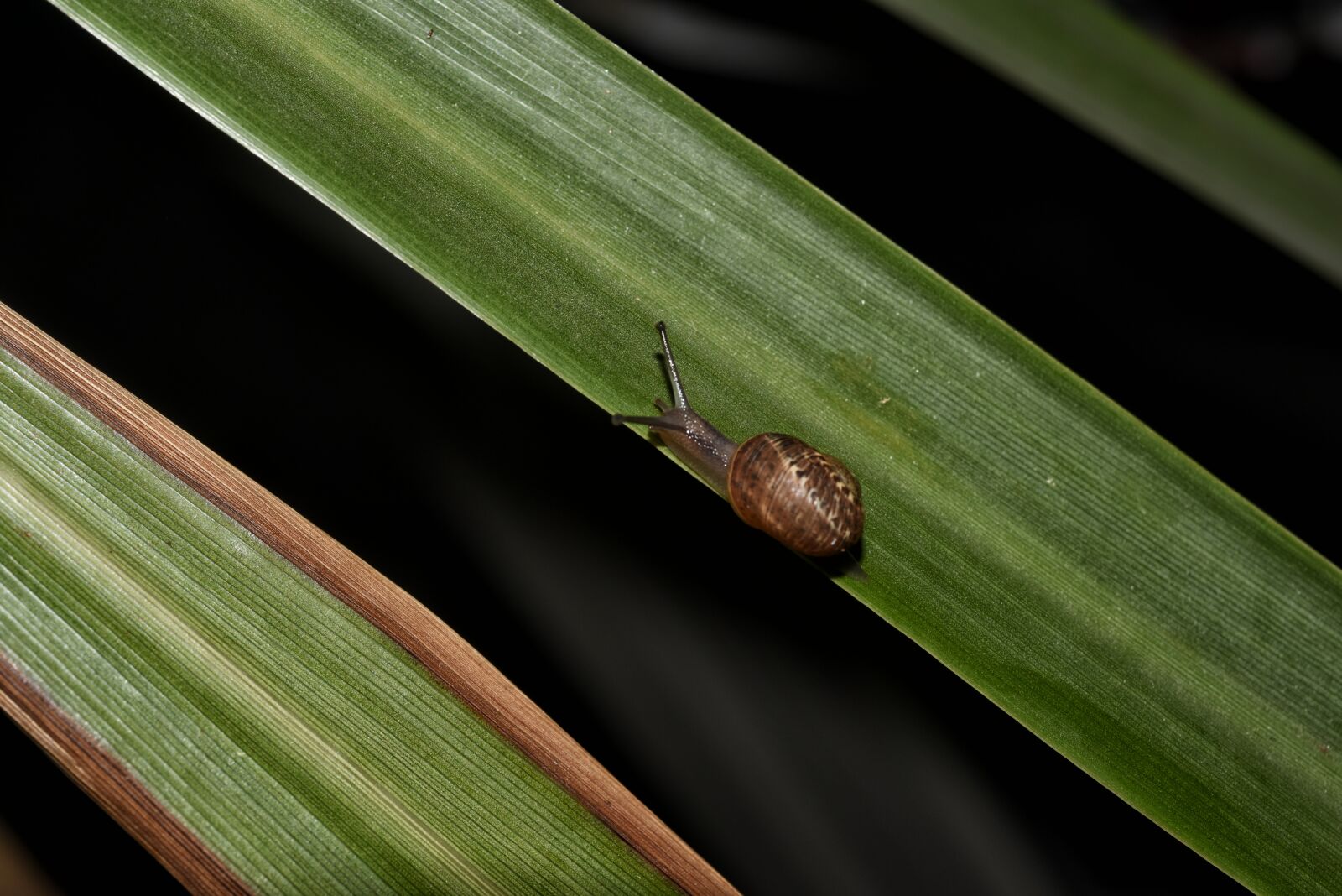 Nikon D810 sample photo. Snail, nature, leaf photography