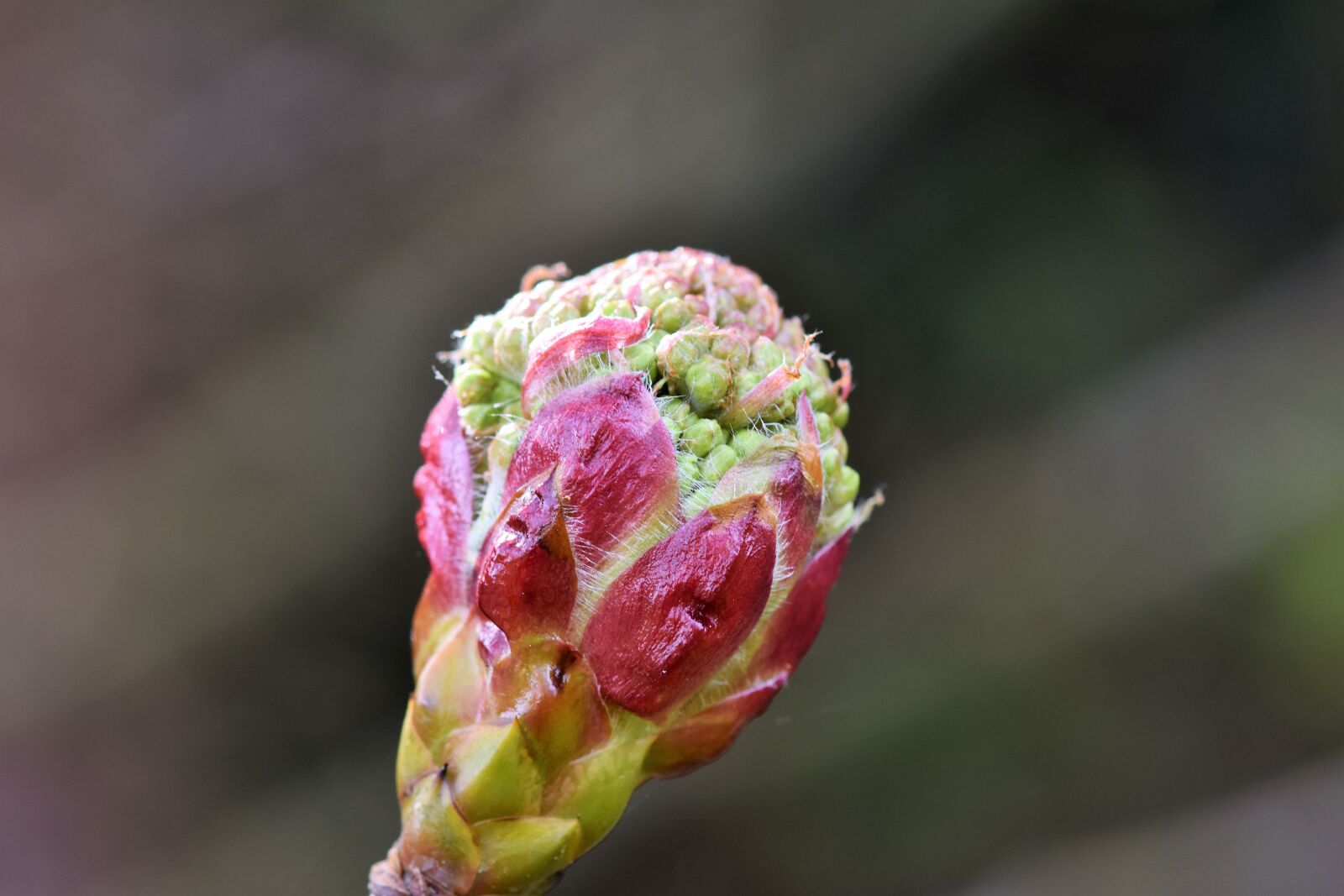 Nikon D7200 sample photo. Rowan, chinese bird berry photography