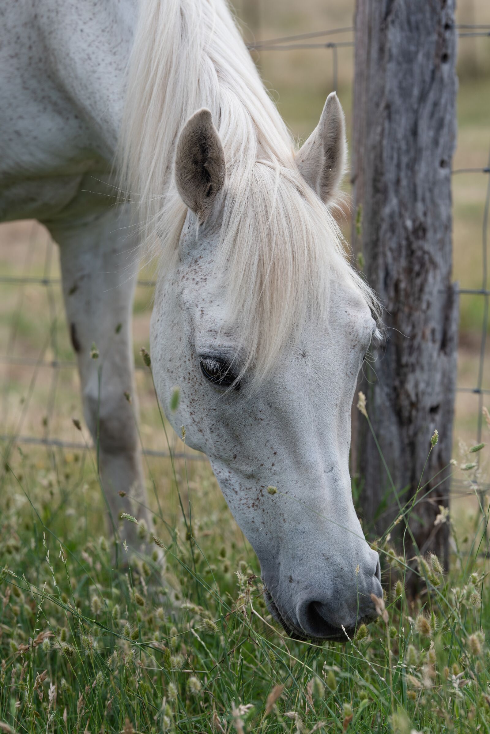 Nikon D750 sample photo. Horse, pony, equine photography