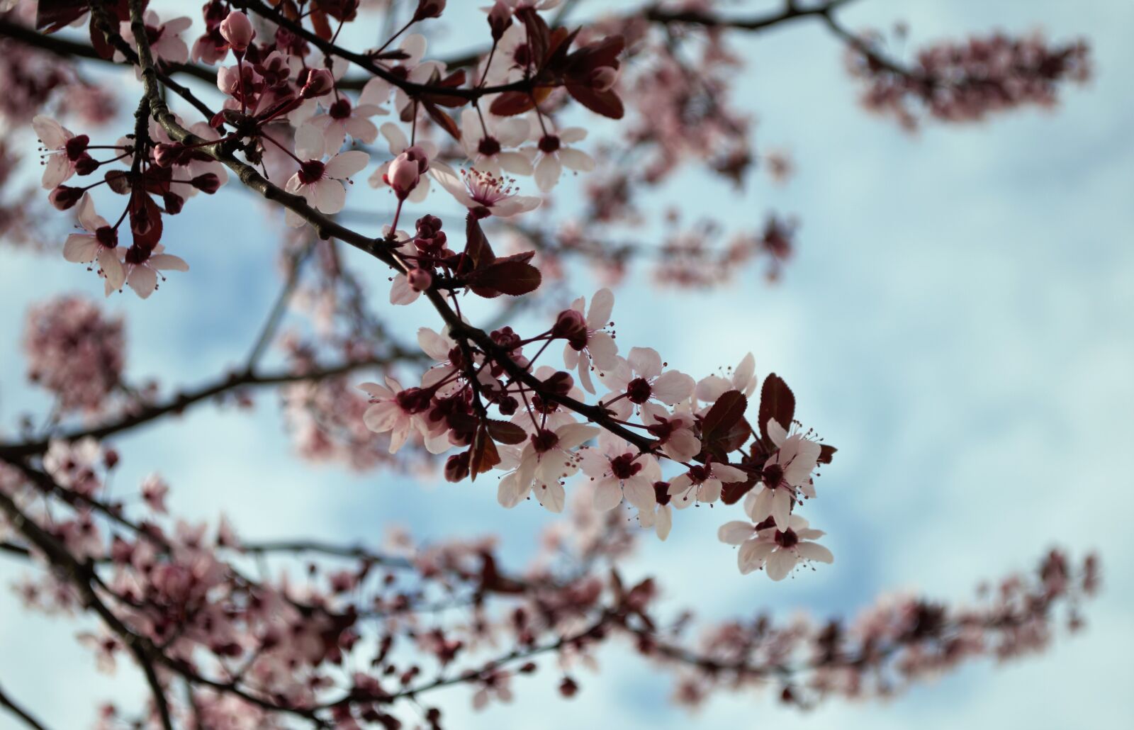 Nikon D5000 sample photo. Spring, flower, flowers photography
