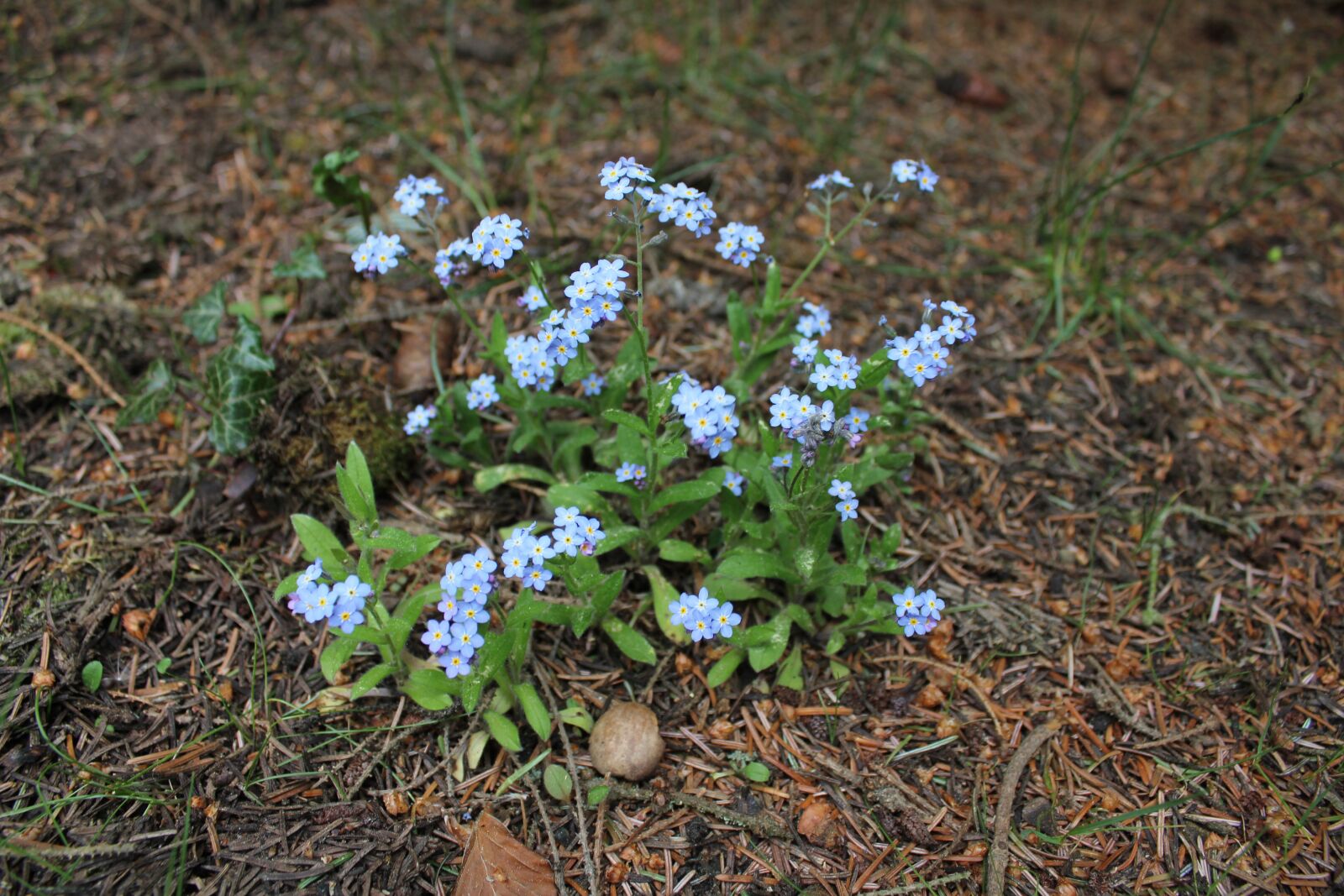 Canon EOS 550D (EOS Rebel T2i / EOS Kiss X4) sample photo. Blume, blumen, flower photography