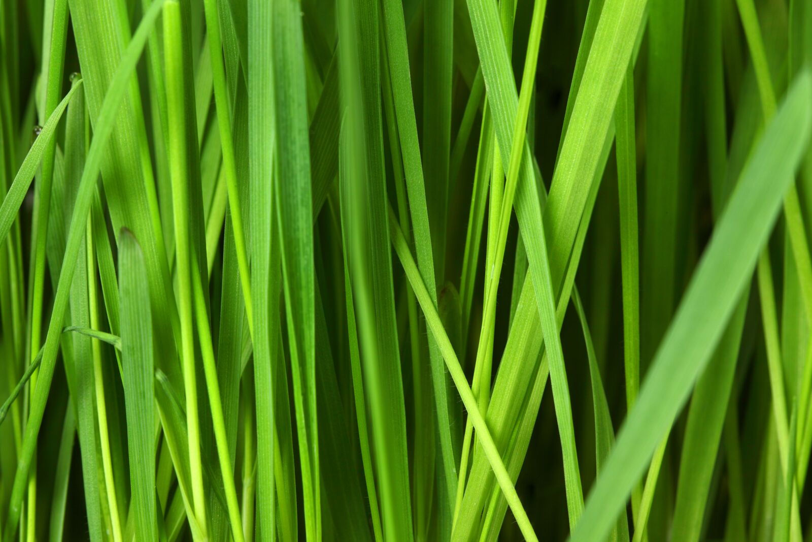 Canon EOS 5D Mark II sample photo. Green, leaf, plant photography