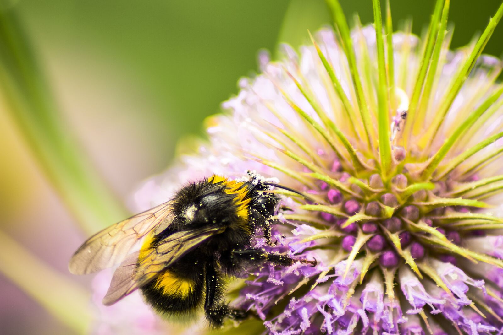 Nikon D7200 sample photo. Hummel, food, close up photography