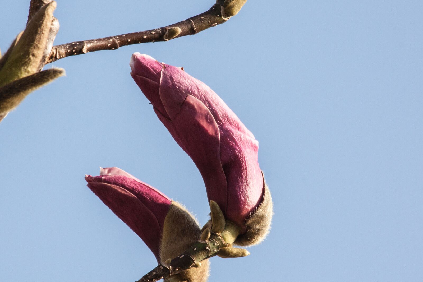 Canon EOS 50D sample photo. Magnolia, blossom, bloom photography