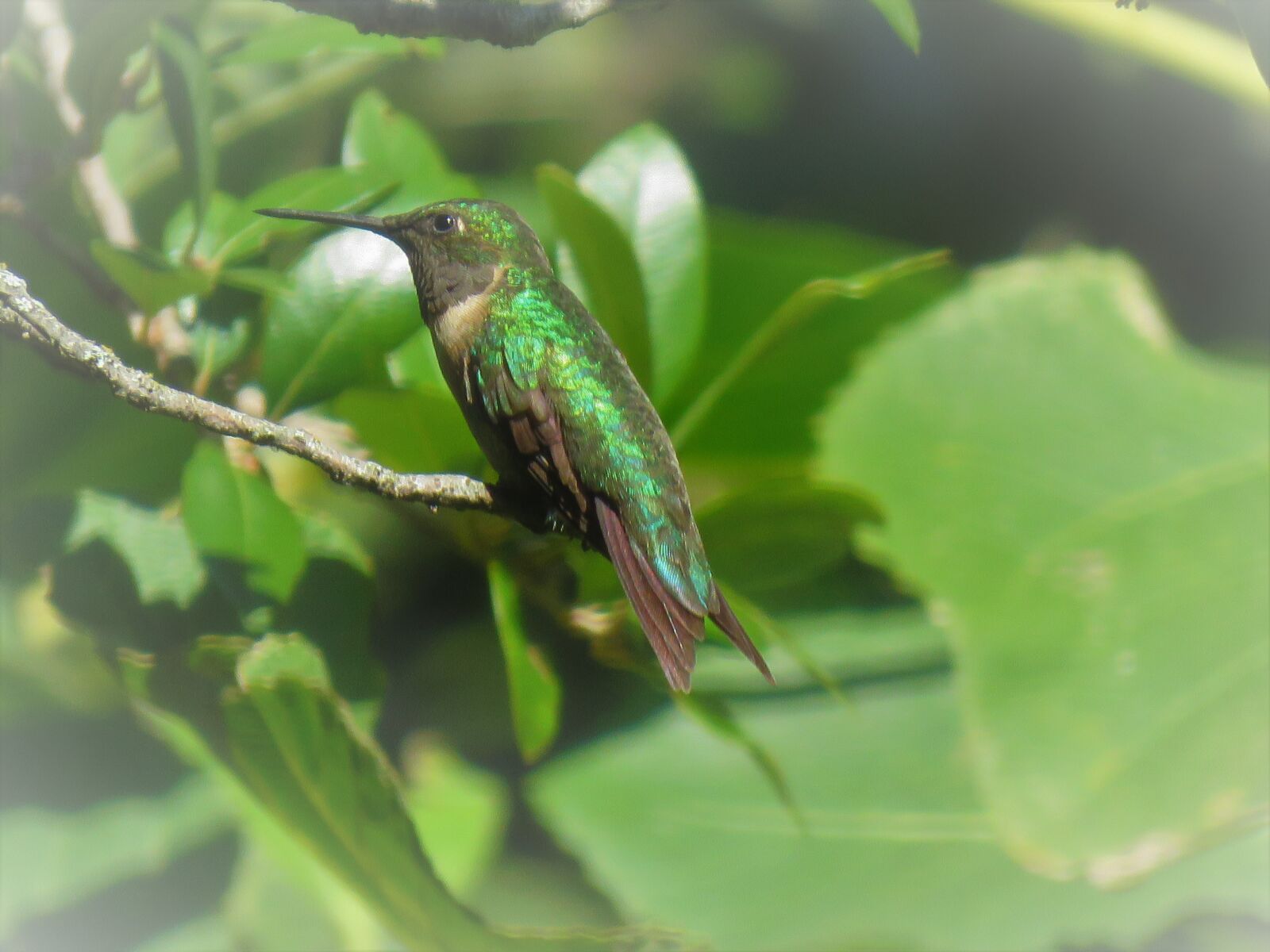 Canon PowerShot SX60 HS sample photo. Bird, colorful, green photography