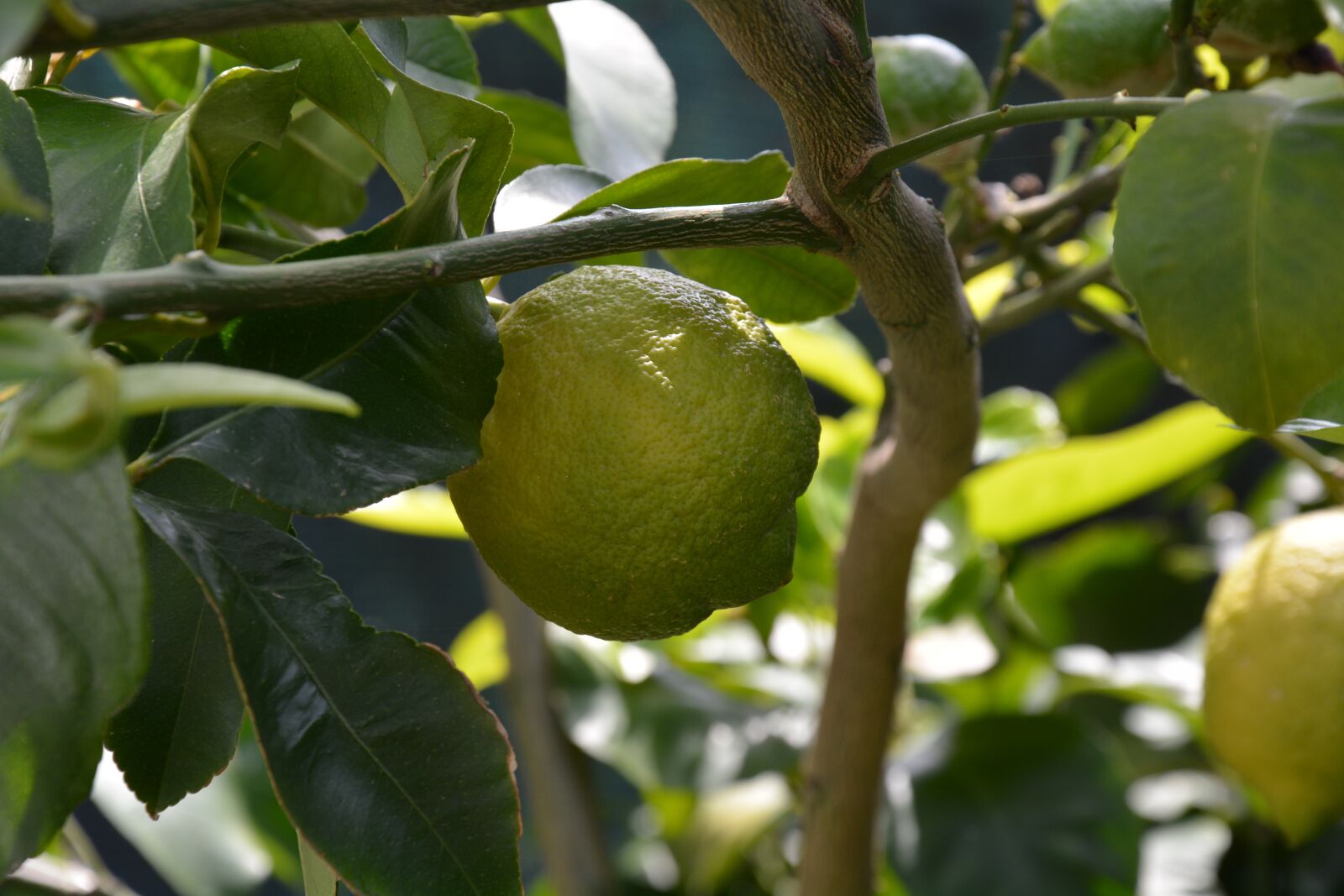 Nikon D7100 sample photo. Lemon, lemon plant, leaves photography