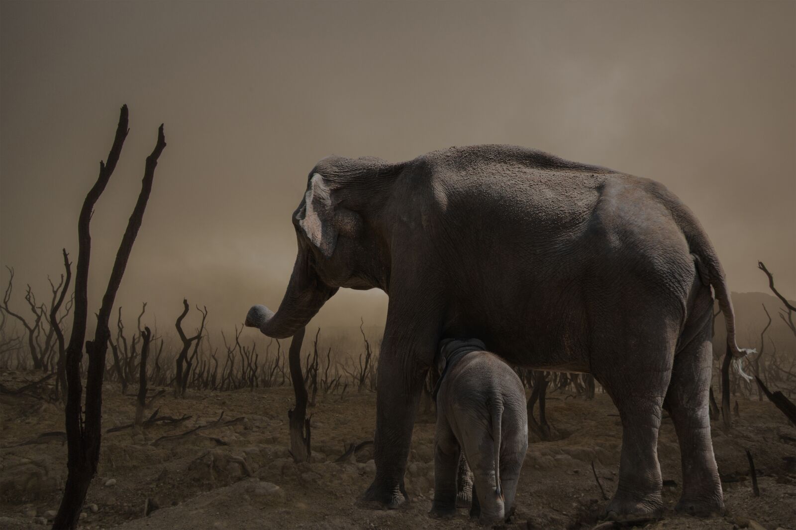 Canon EF 70-300mm F4-5.6 IS USM sample photo. Elephant, mammal, animal world photography