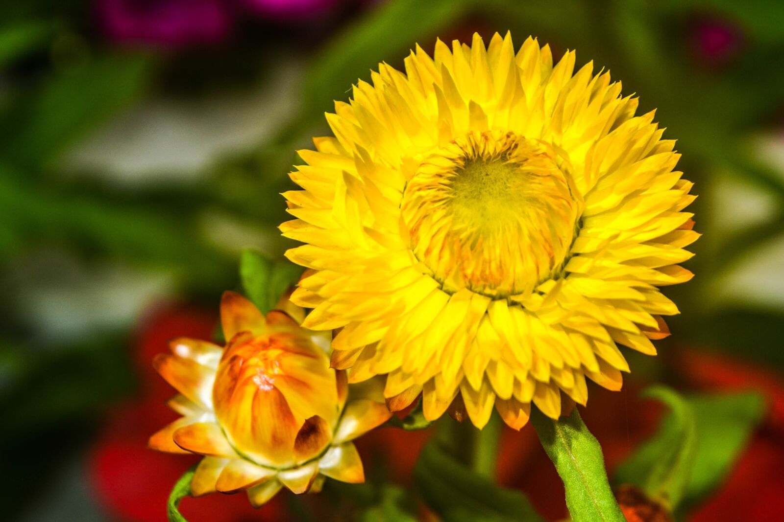 Nikon D3100 sample photo. Nature, flower, flora photography