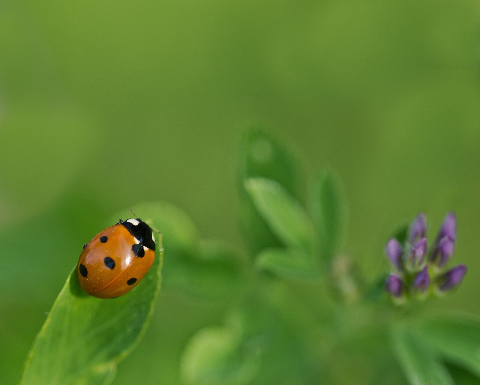 Sony SLT-A77 sample photo. Ladybug, klee, alfalfa photography