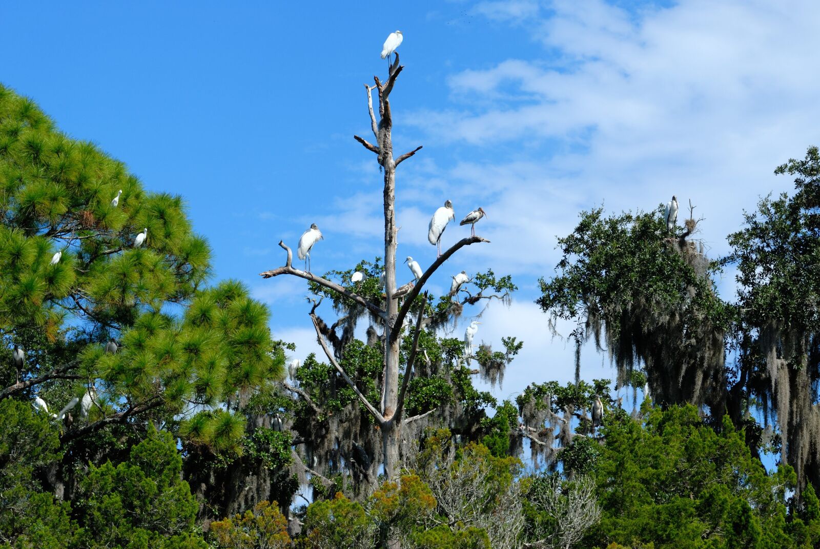 Nikon D200 sample photo. Tropical birds, herons, egret photography