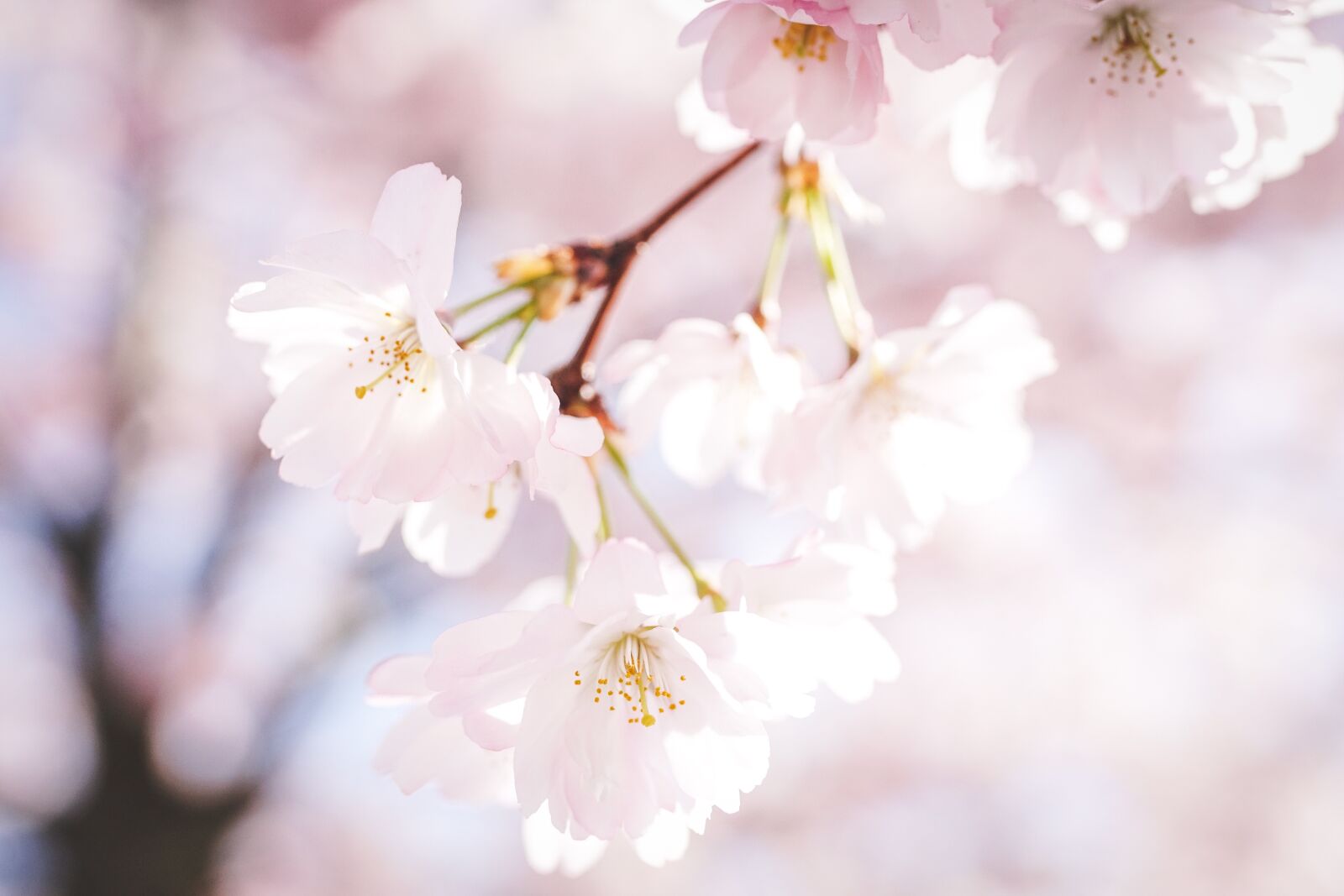 Sony ILCA-77M2 + 35mm F1.4 sample photo. Cherry blossoms, petals, nature photography