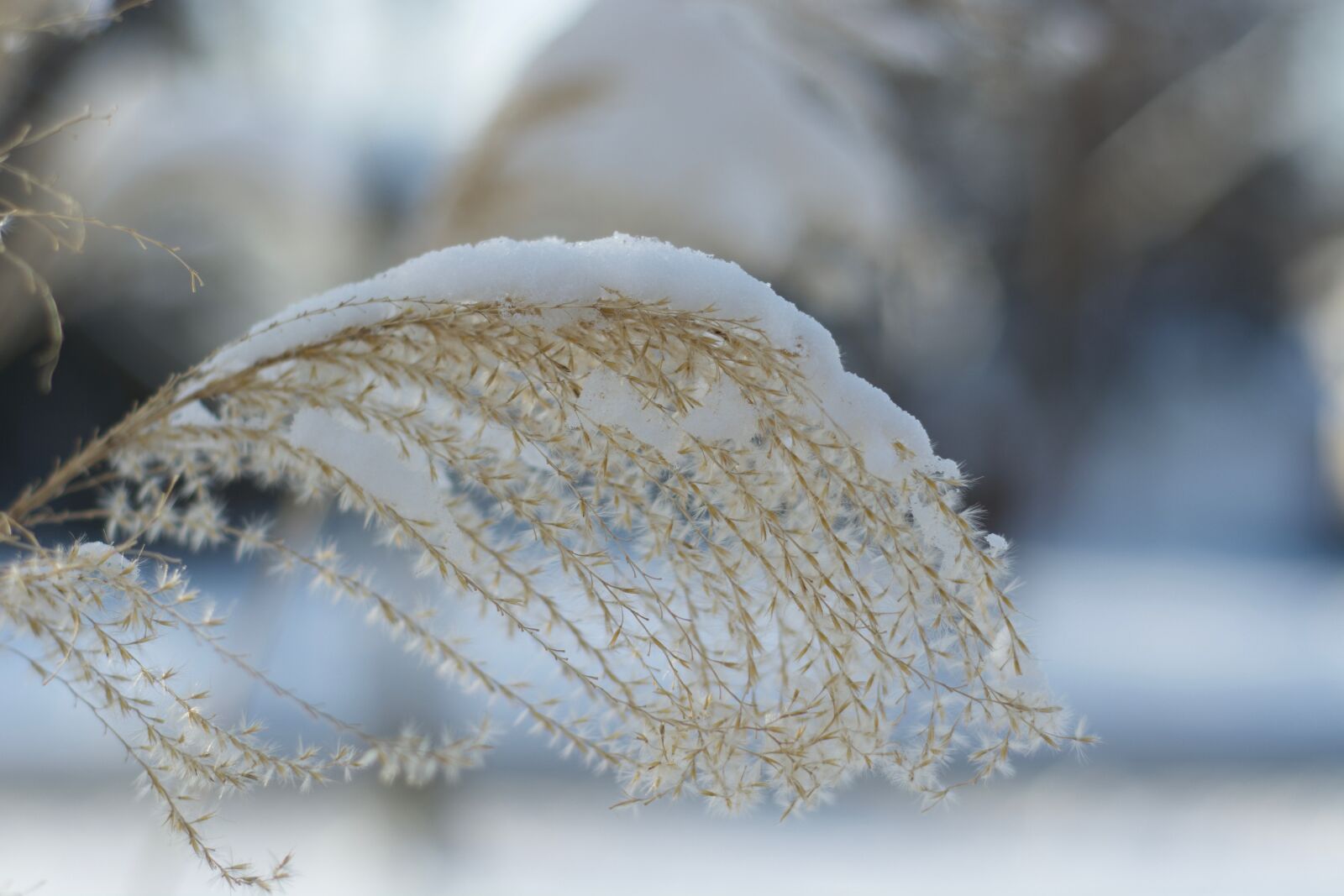 Nikon D7100 sample photo. Frozen, winter, ice photography