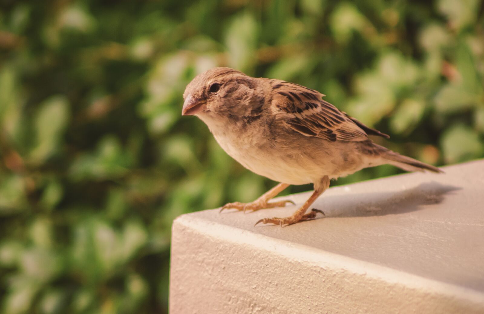Nikon D7000 sample photo. Sparrow, bird, quizzical photography