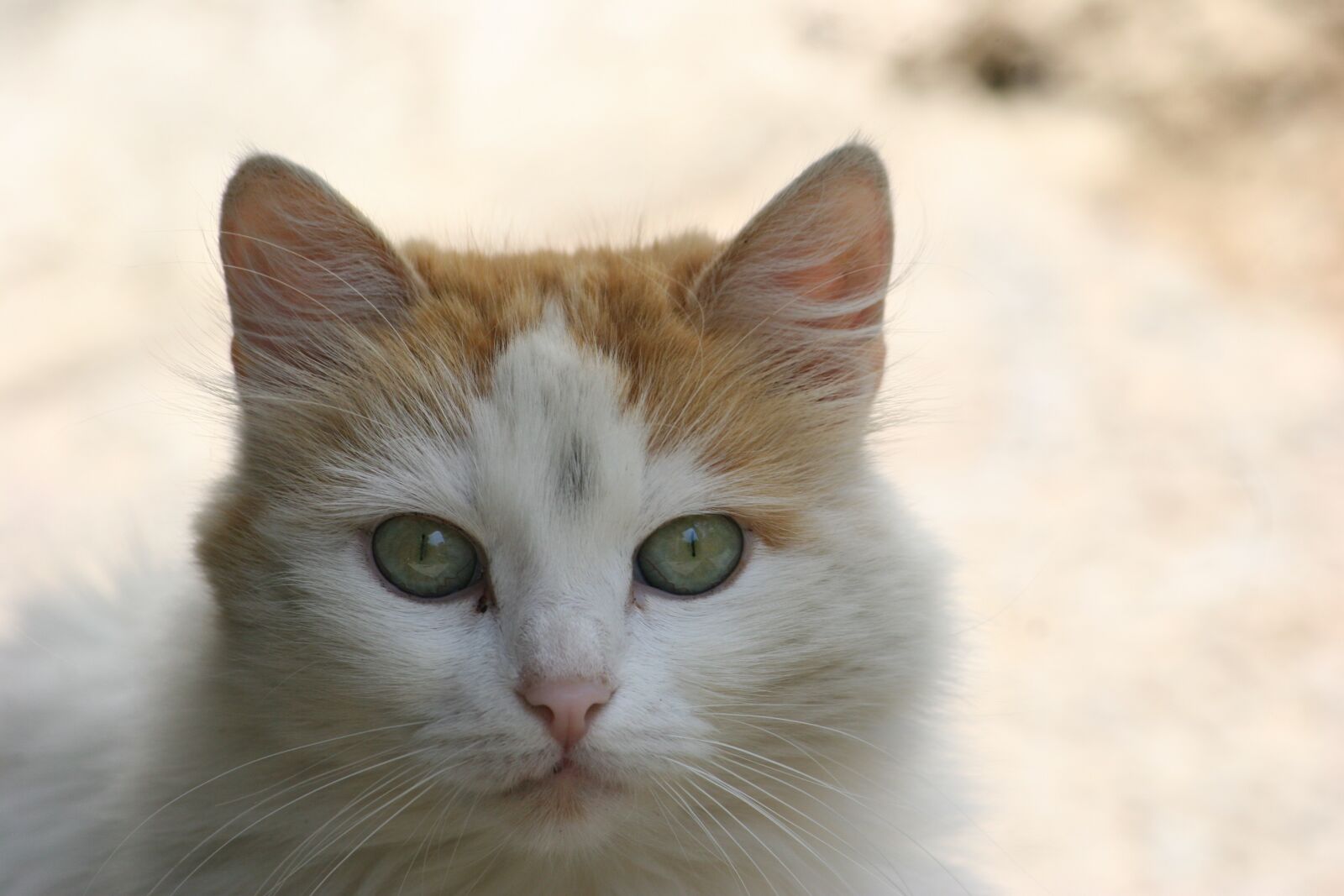 Canon EOS 20D sample photo. Cat, eyes, kitty photography