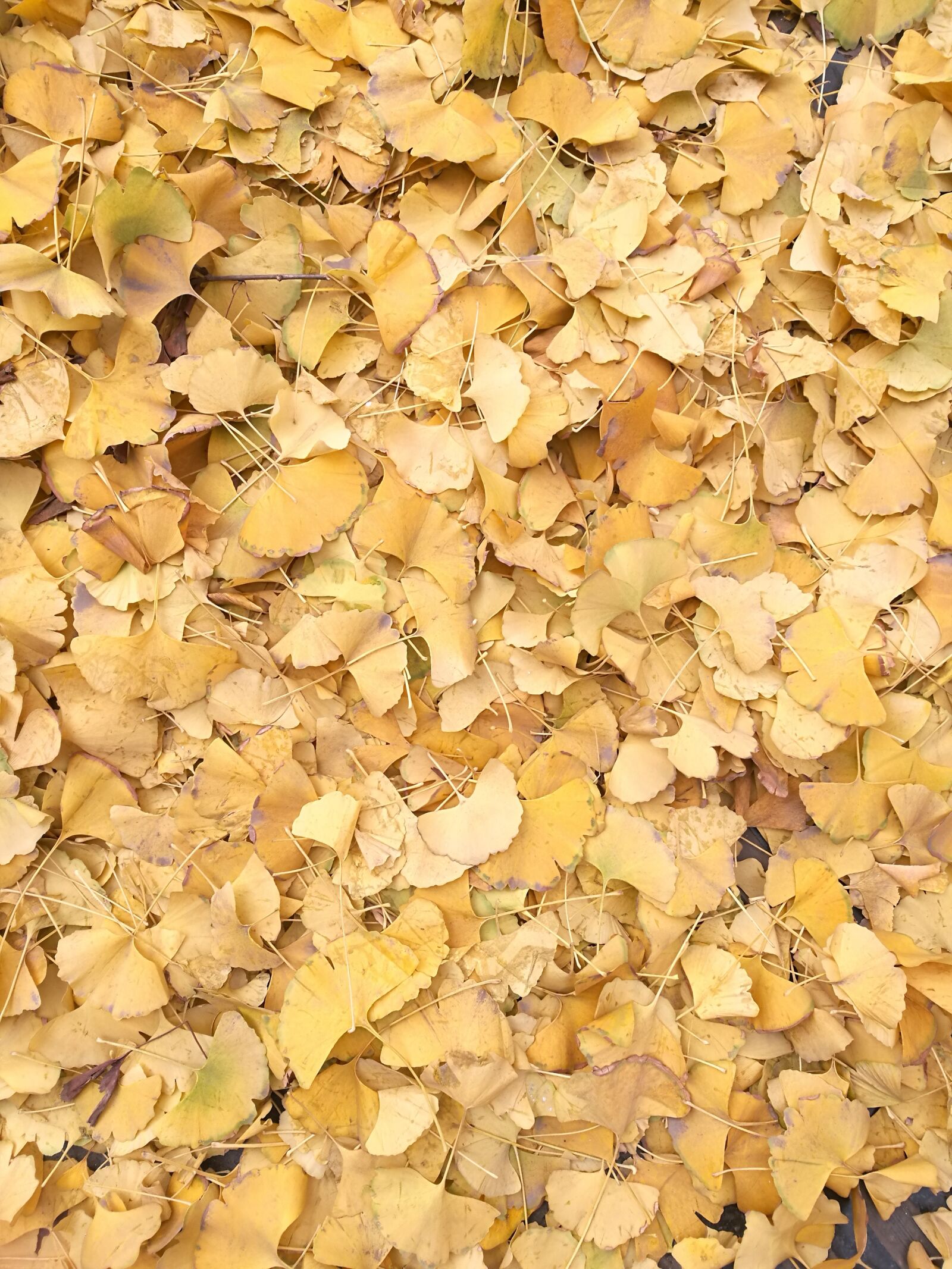 HUAWEI P9 sample photo. Ginkgo, yellow, autumn photography