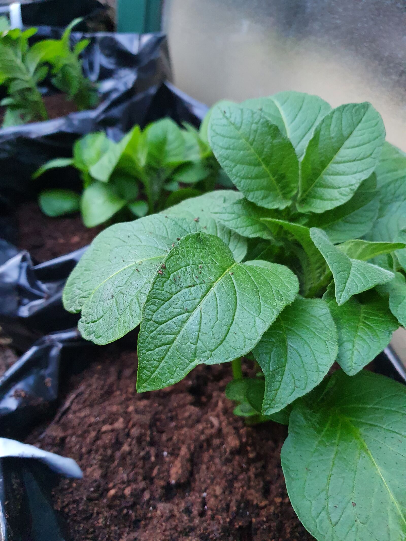 Samsung Galaxy S10 sample photo. Potato, plant, drive photography