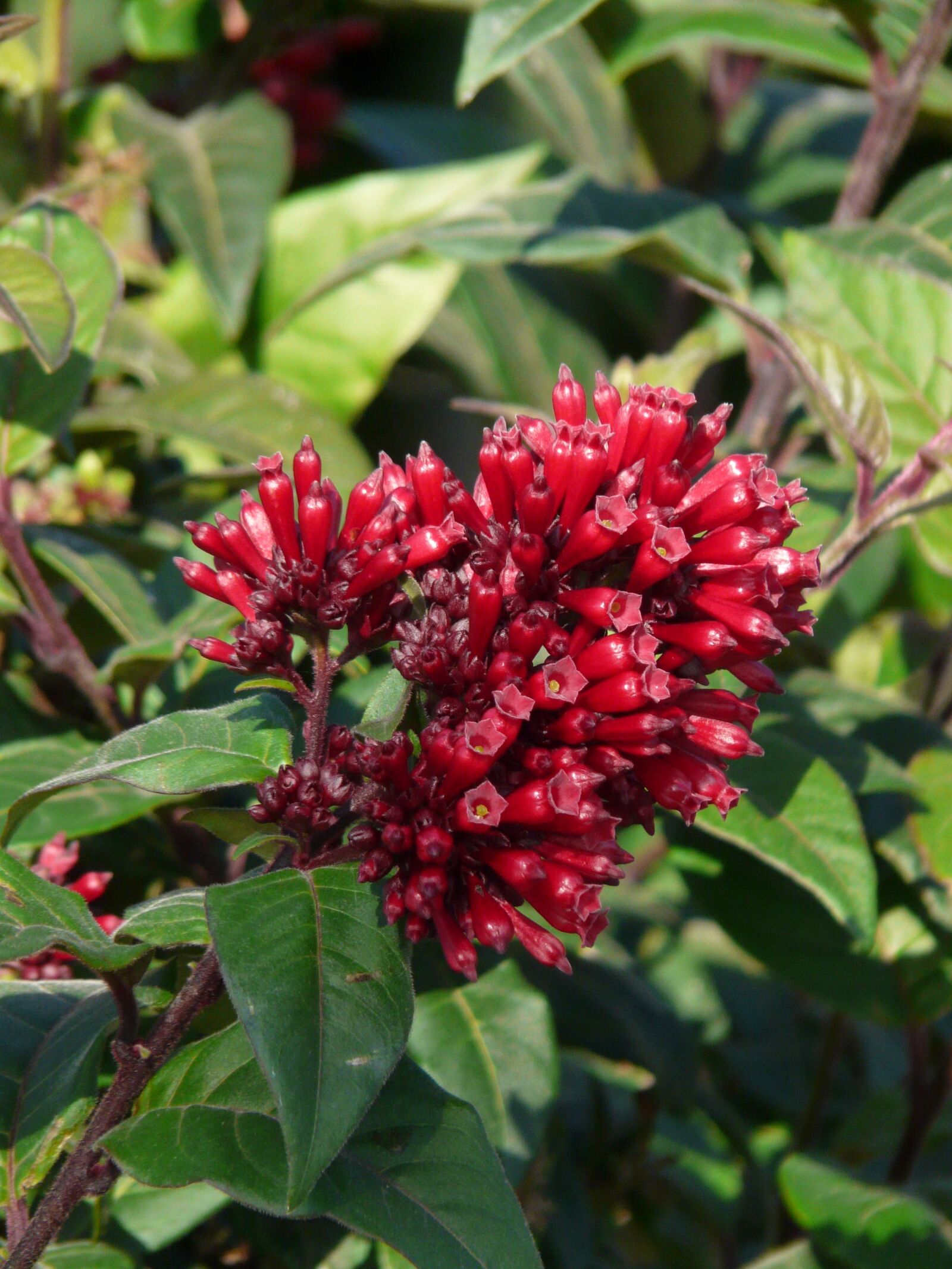 Panasonic DMC-FZ18 sample photo. Mexican hammerstrauch, cestrum elegans photography