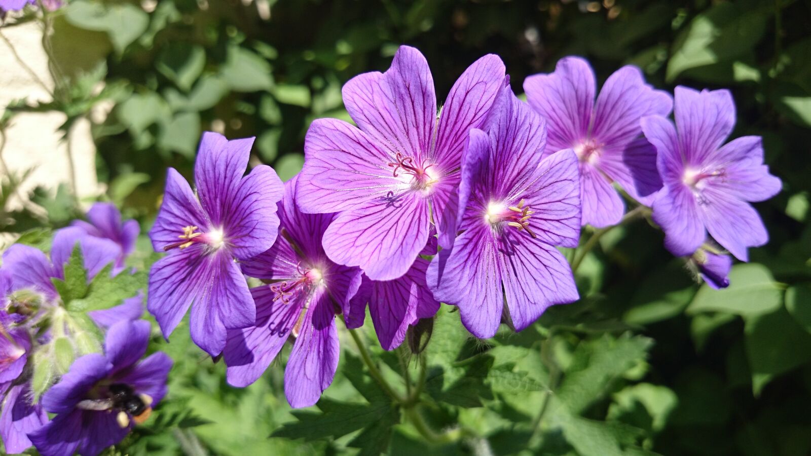 Sony Xperia Z1 Compact sample photo. Flower, close up, blossom photography