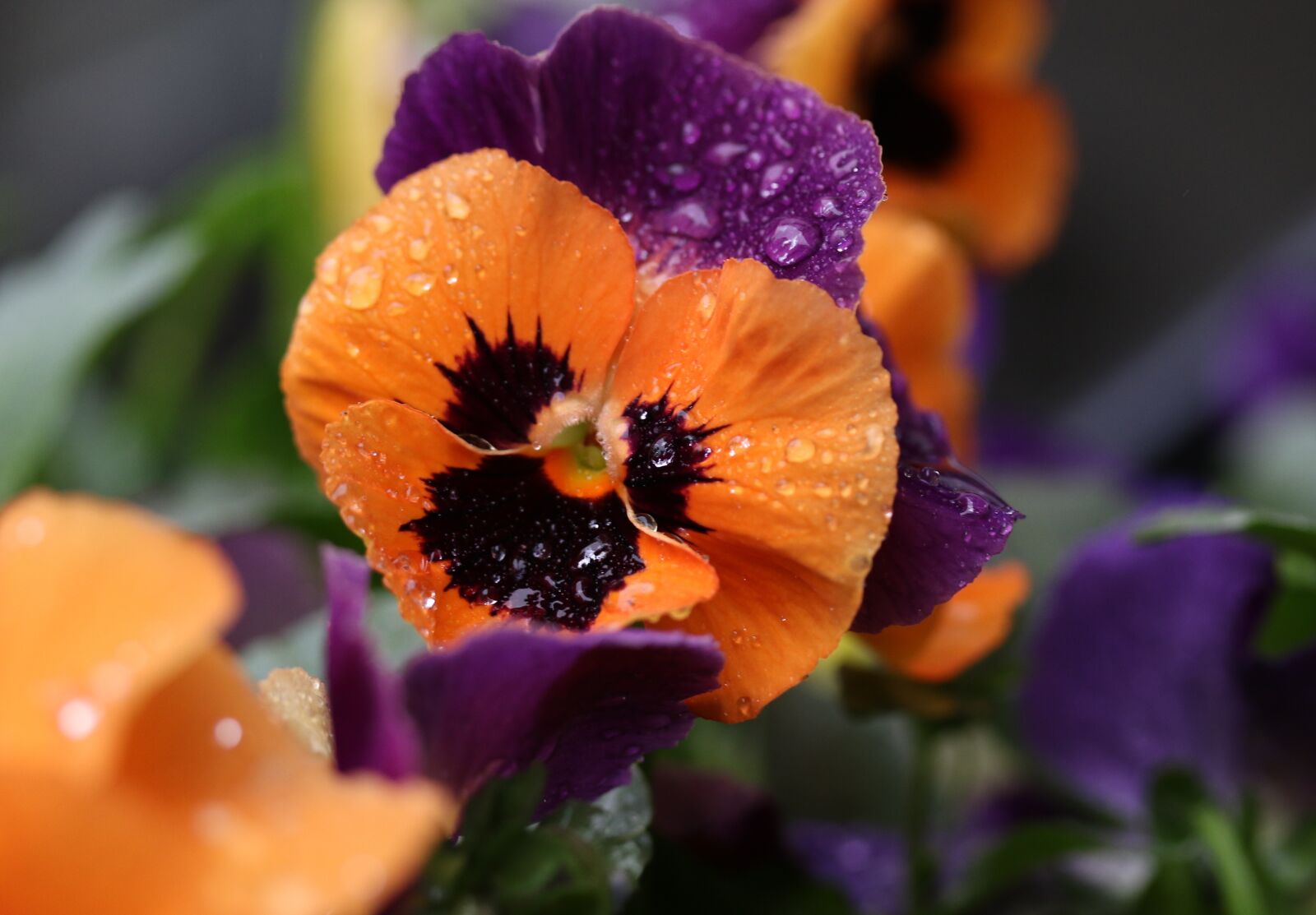 Canon EF-S 60mm F2.8 Macro USM sample photo. Pansy, coloring, wet photography