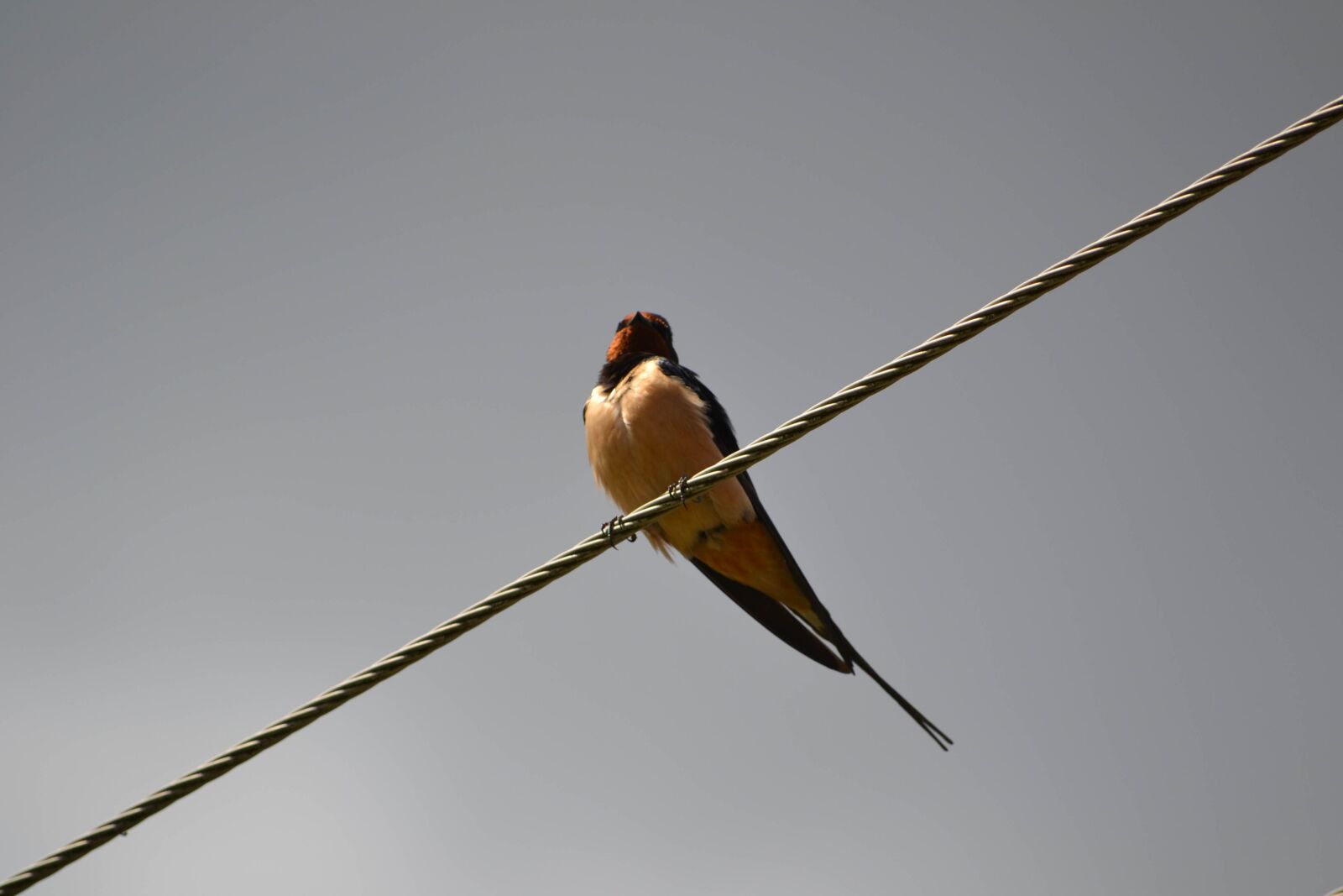 Nikon D3100 sample photo. Swallow, bird, wires photography