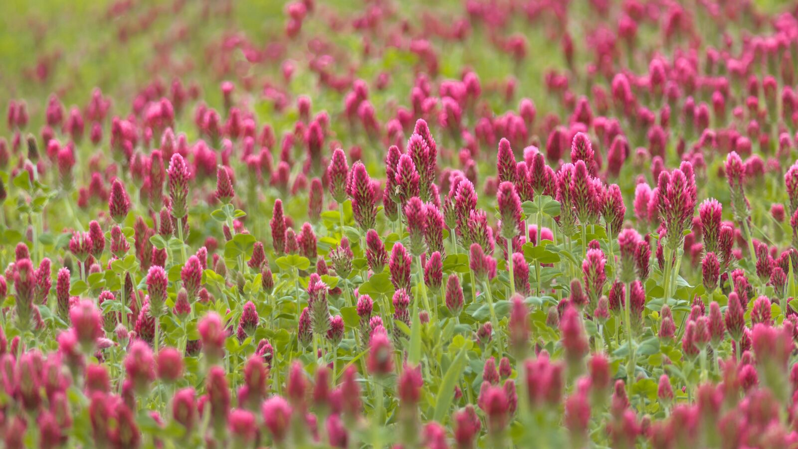 Panasonic Lumix DMC-FZ2500 (Lumix DMC-FZ2000) sample photo. Clover, flower, field photography