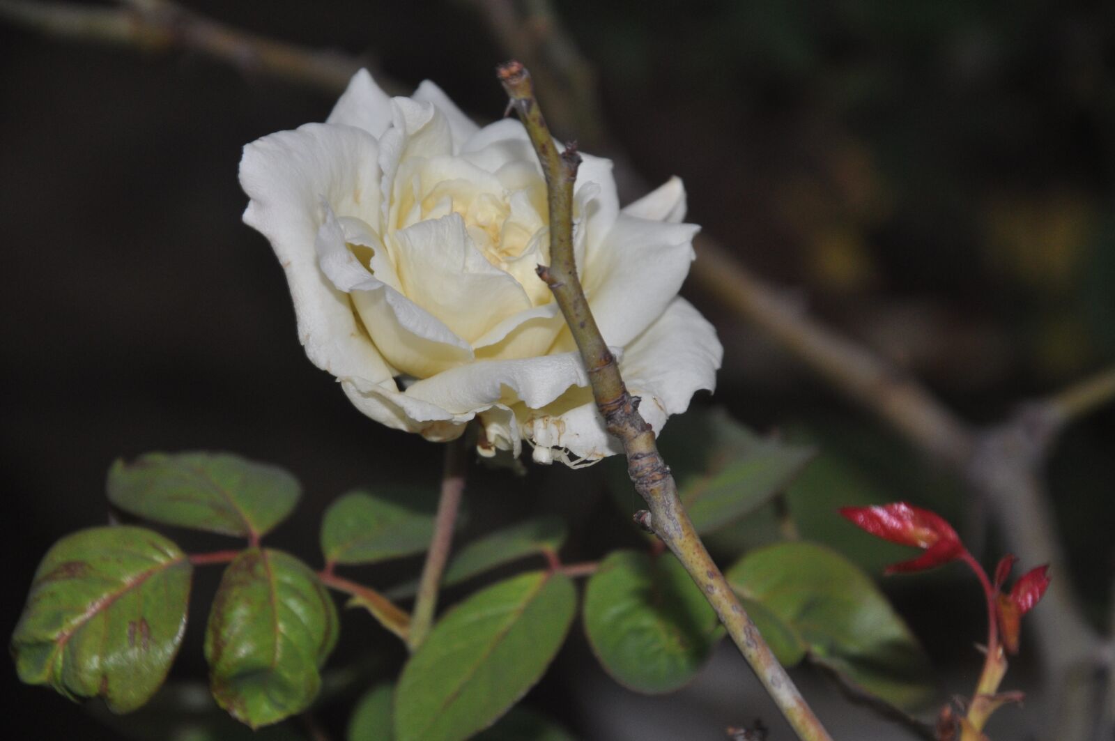 Nikon D90 sample photo. Flower, garden, nature photography