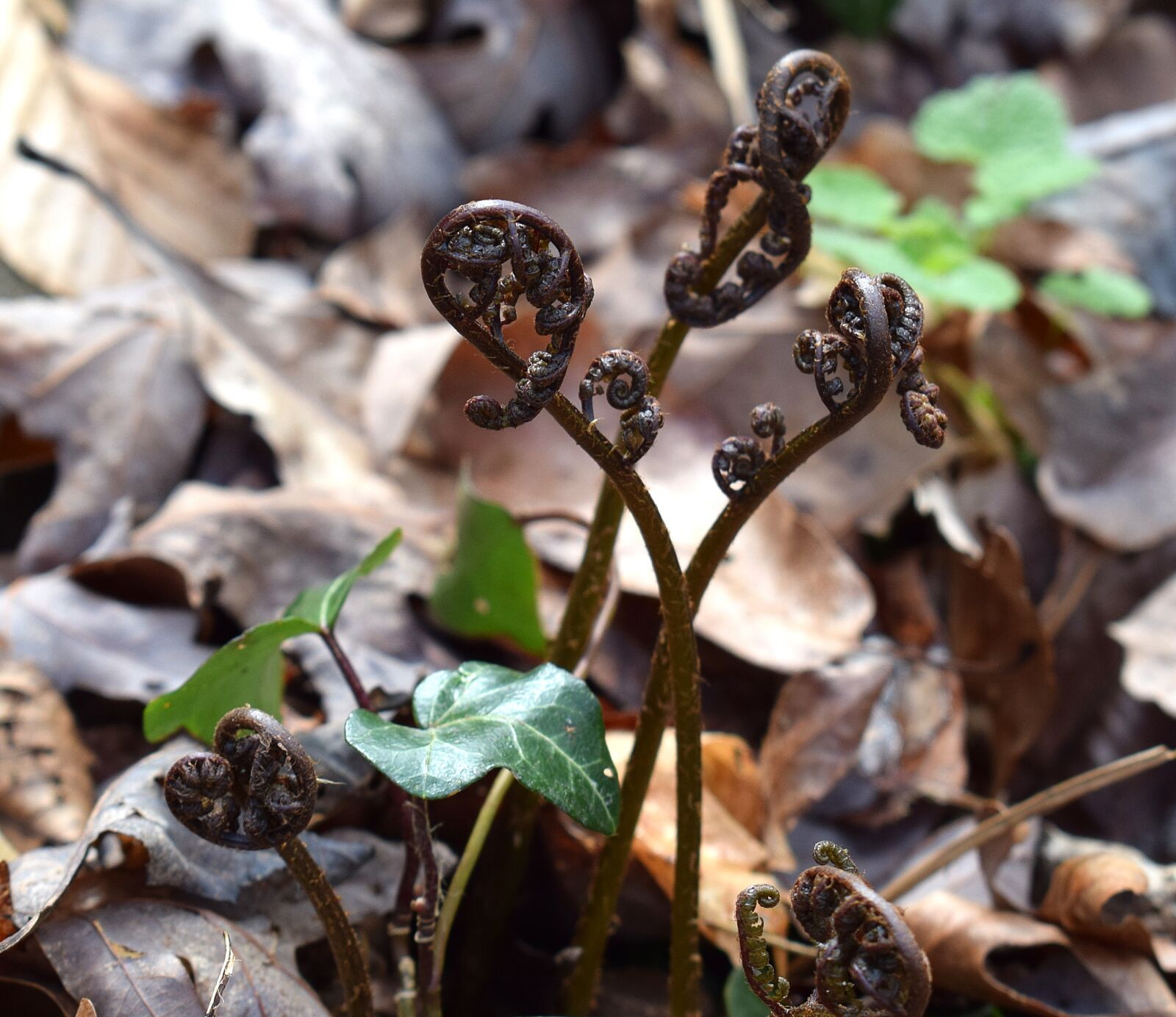 Nikon D3300 sample photo. Ferns unfurling, ferns, plant photography