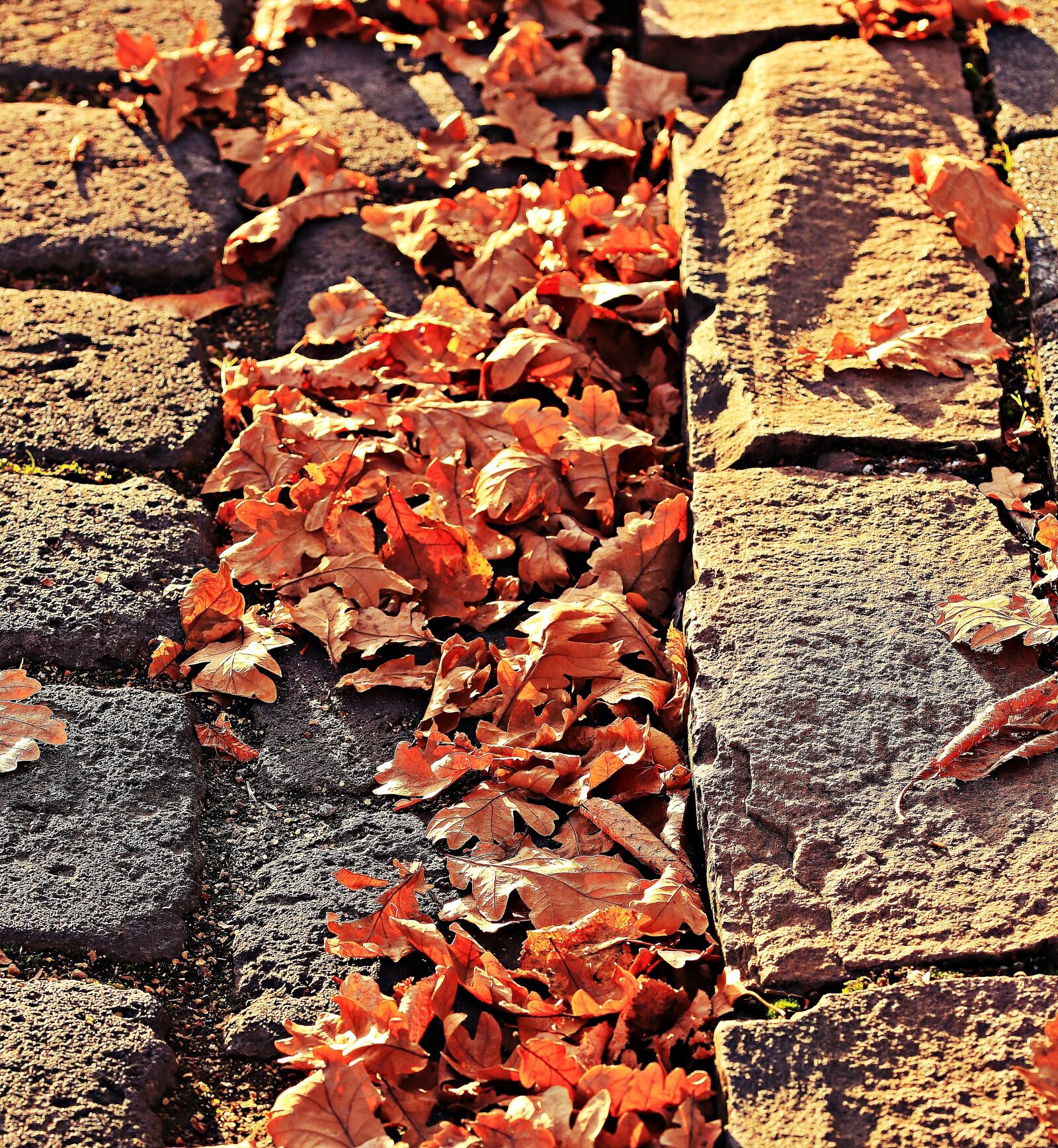 Canon EOS 80D sample photo. Autumn, leaves, golden autumn photography