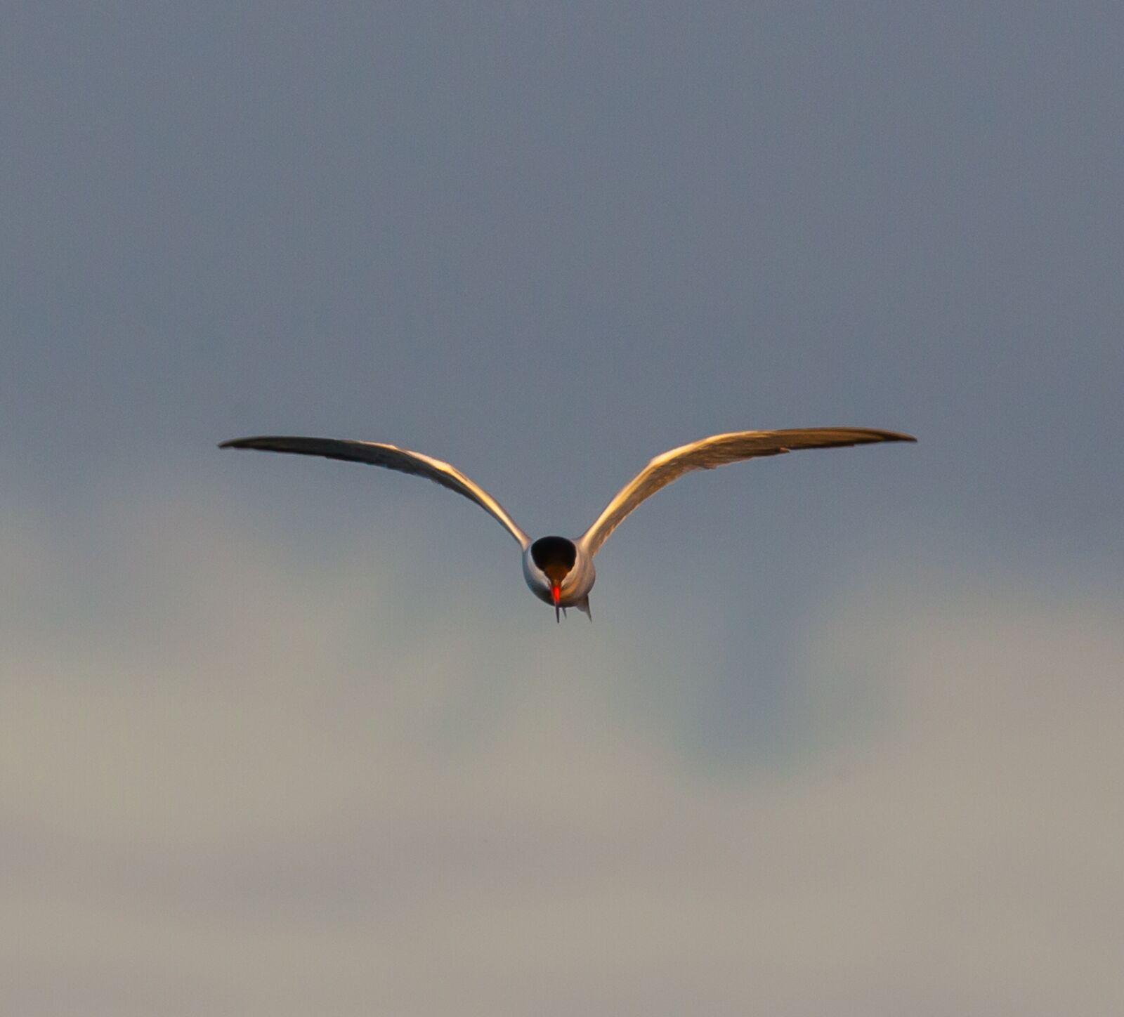 150-600mm F5-6.3 DG OS HSM | Contemporary 015 sample photo. Arctic tern, sea swallow photography