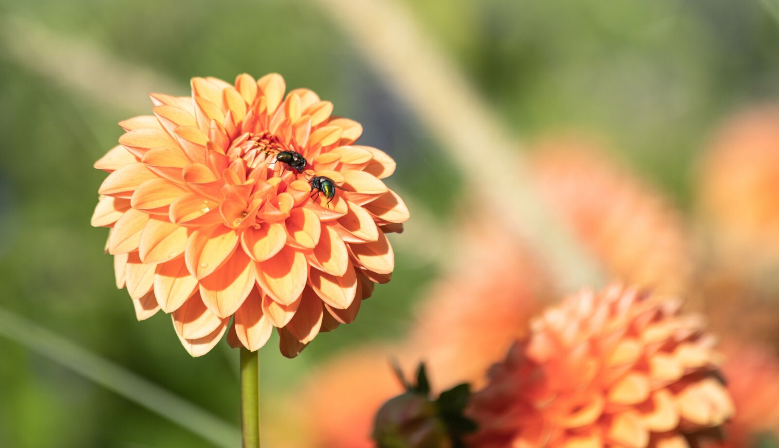 Canon EF 70-300mm F4-5.6 IS USM sample photo. Dahlia, bees, pollinate photography