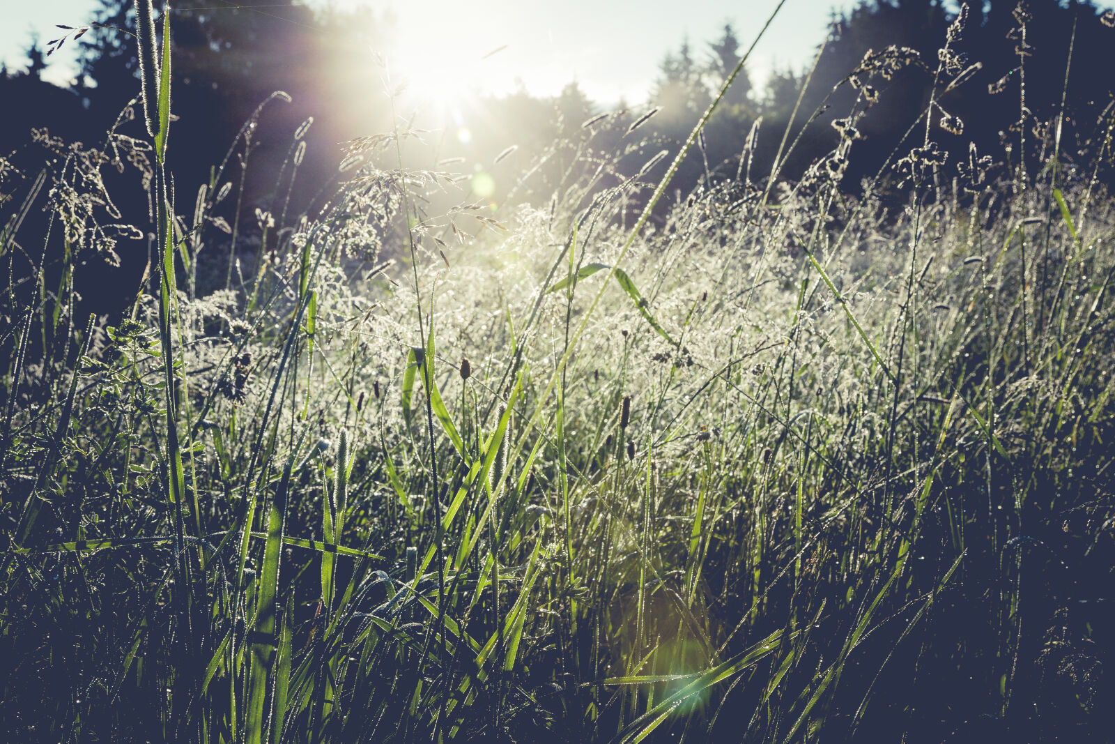 Canon EF 24-70mm F2.8L II USM sample photo. Nature, grass, sun, glare photography