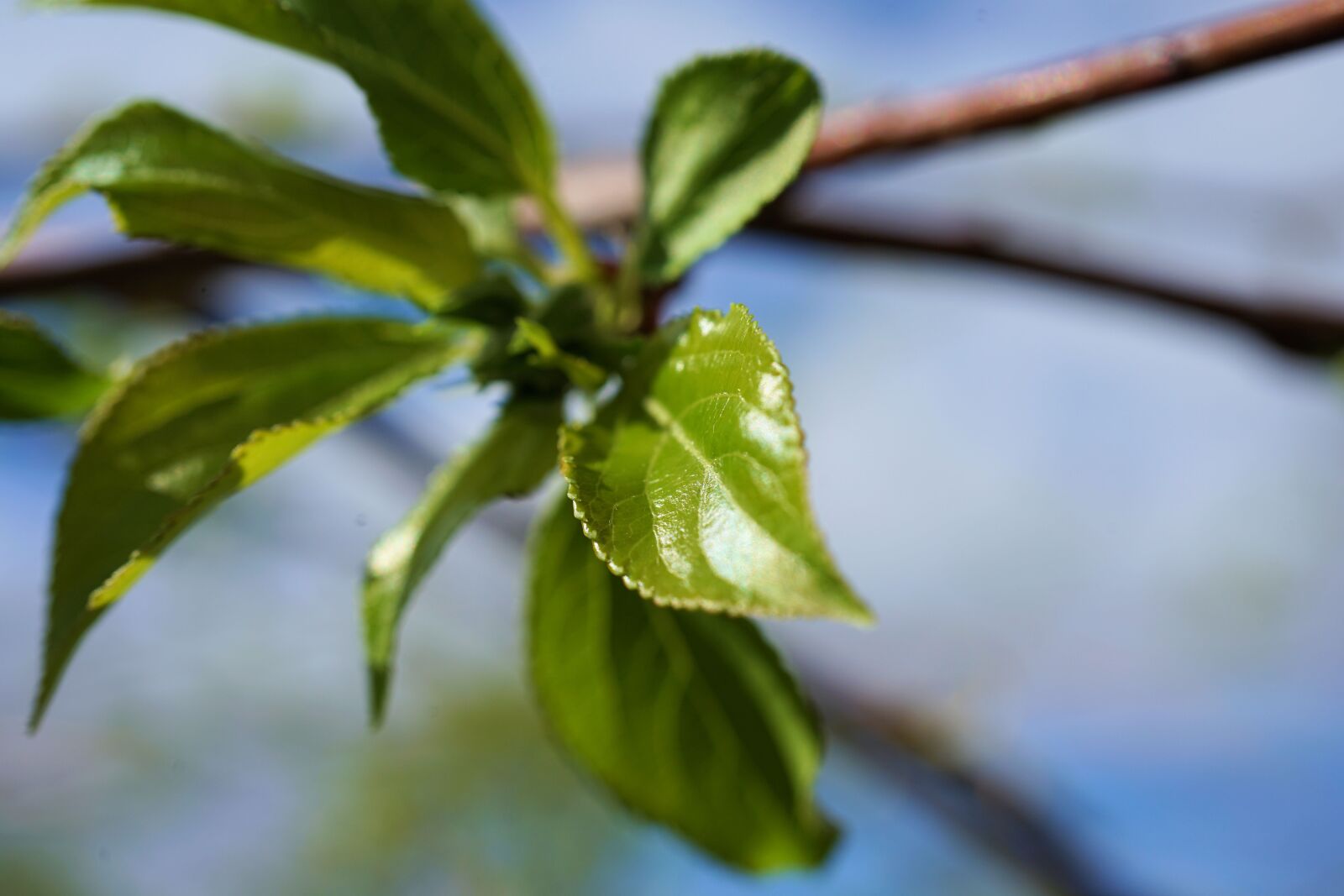 Sony FE 50mm F2.8 Macro sample photo. Spring, green, leaf photography