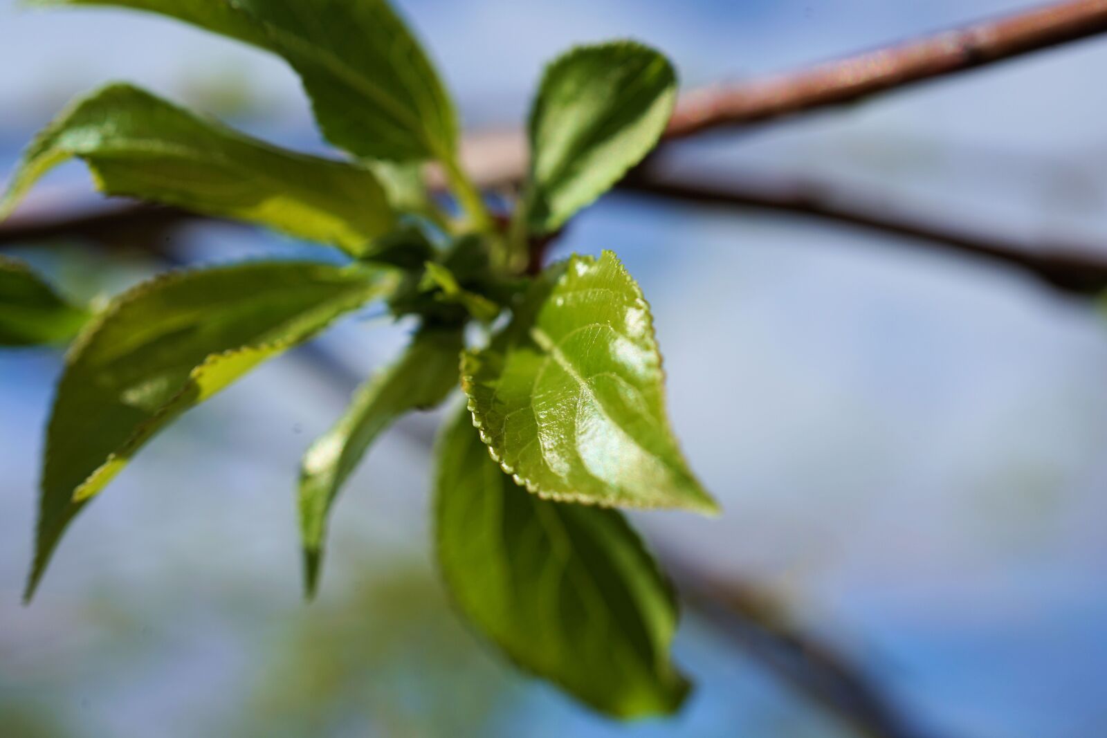 Sony a7 II + Sony FE 50mm F2.8 Macro sample photo. Spring, green, leaf photography