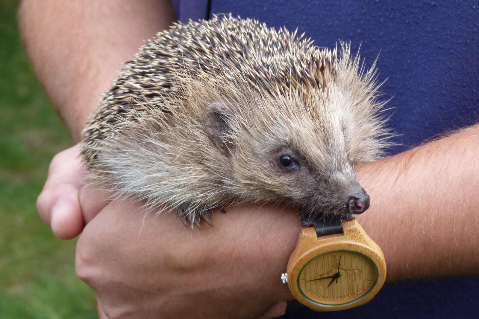 Panasonic Lumix DMC-FZ40 (Lumix DMC-FZ45) sample photo. Hedgehog, spiny, mammal photography