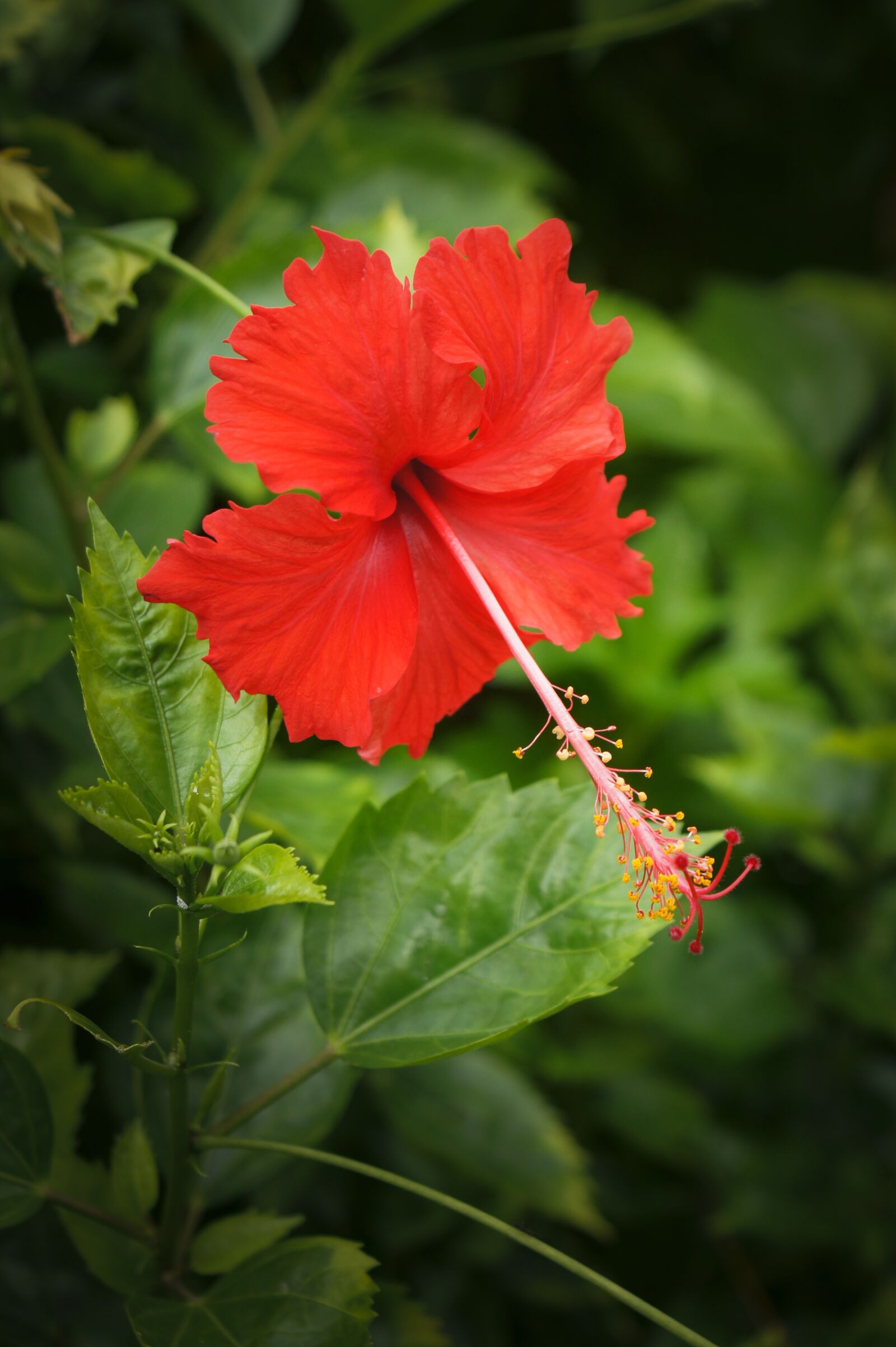 Sony SLT-A33 + Sony DT 18-70mm F3.5-5.6 sample photo. Hibiscus, singapore, asia photography