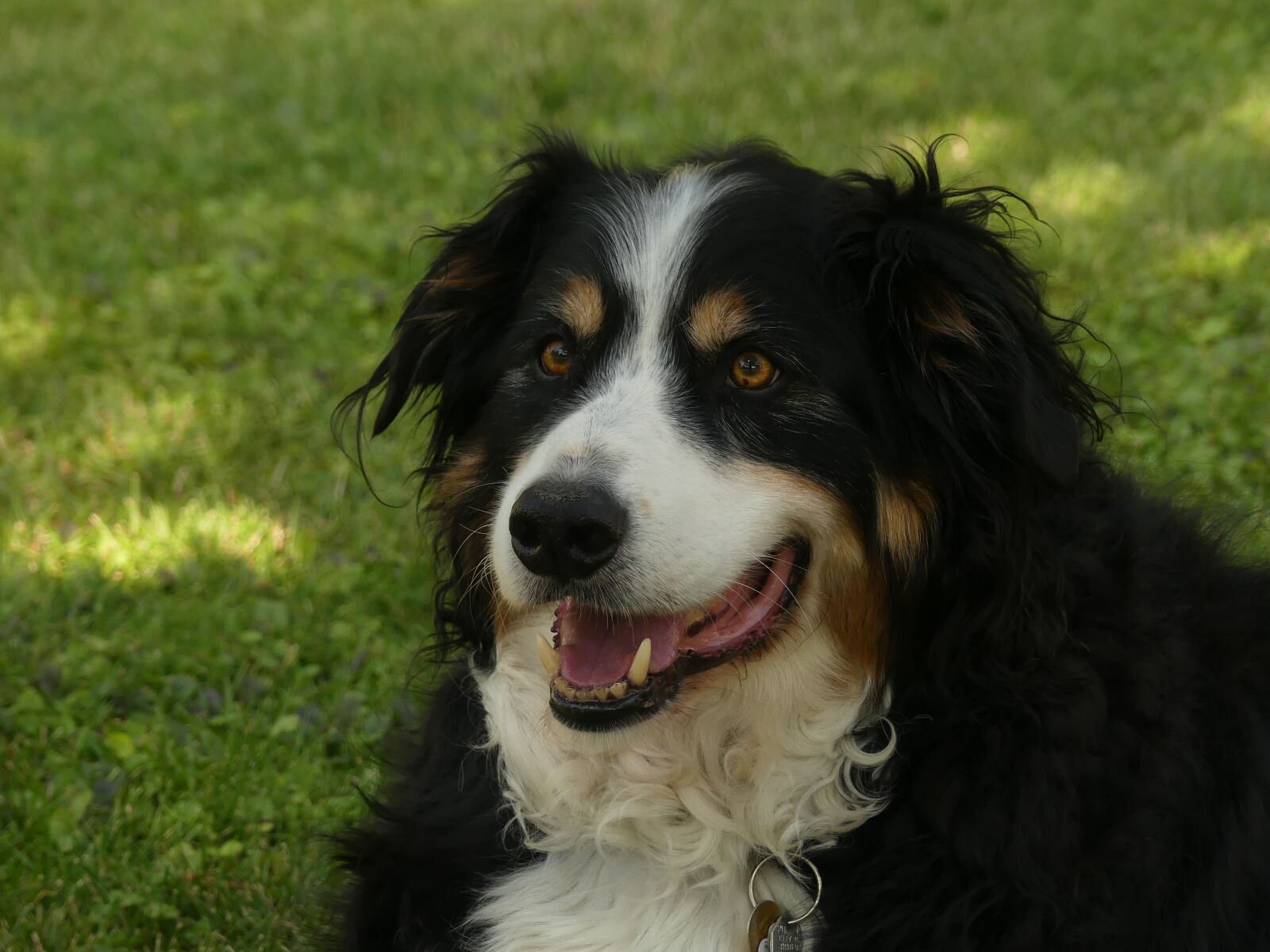 Panasonic Lumix DMC-FZ300 sample photo. Pets, dogs, breed bernese photography