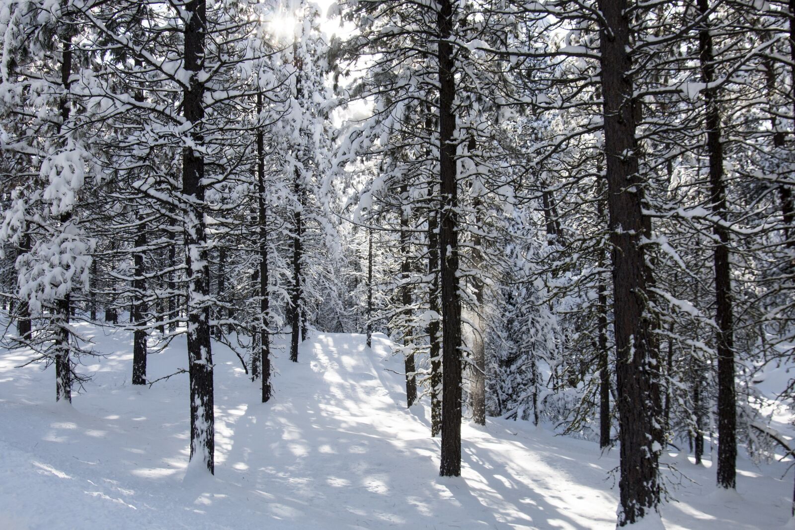 Canon EOS 70D sample photo. Forest, snow, cold photography