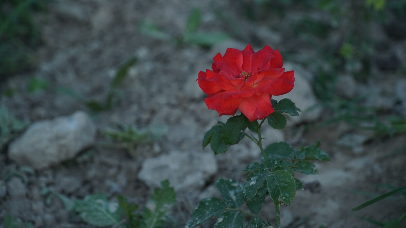 Sony a6500 sample photo. Rose, tajikistan, flower photography