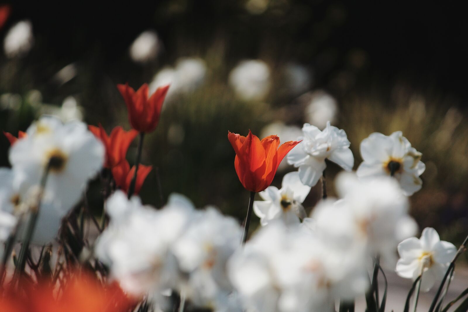 Canon EOS 1200D (EOS Rebel T5 / EOS Kiss X70 / EOS Hi) sample photo. Flowers, tulip, daffodils photography