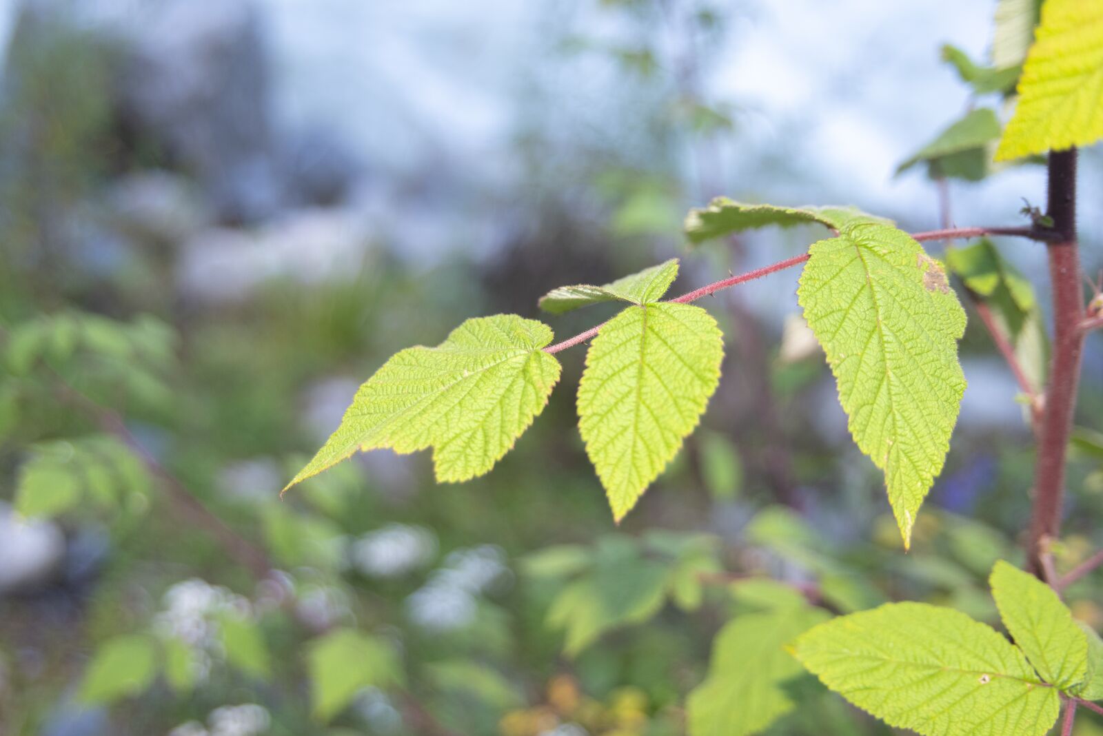 Nikon D750 sample photo. Leaves, foliage, plants photography